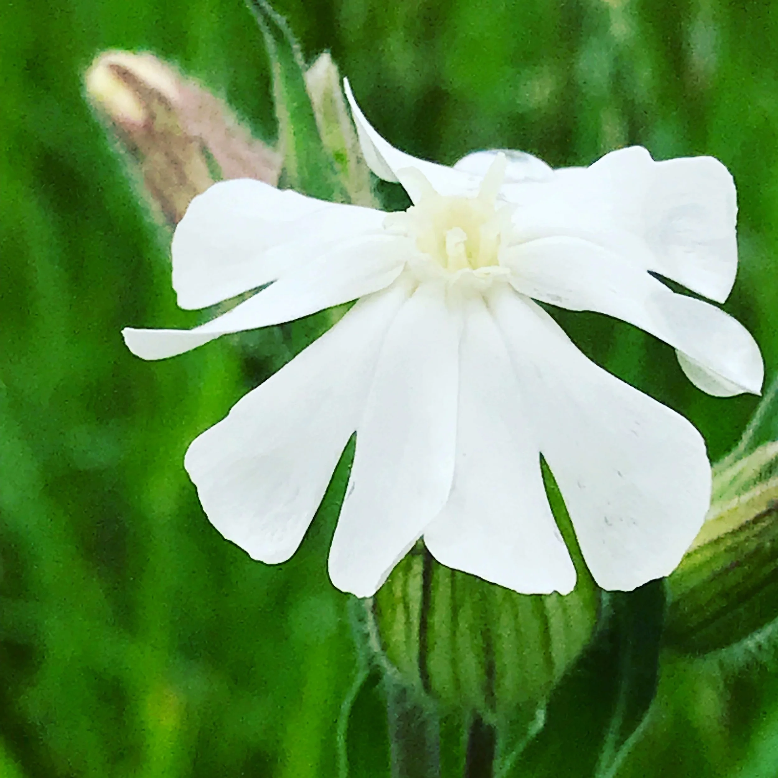 White Campion