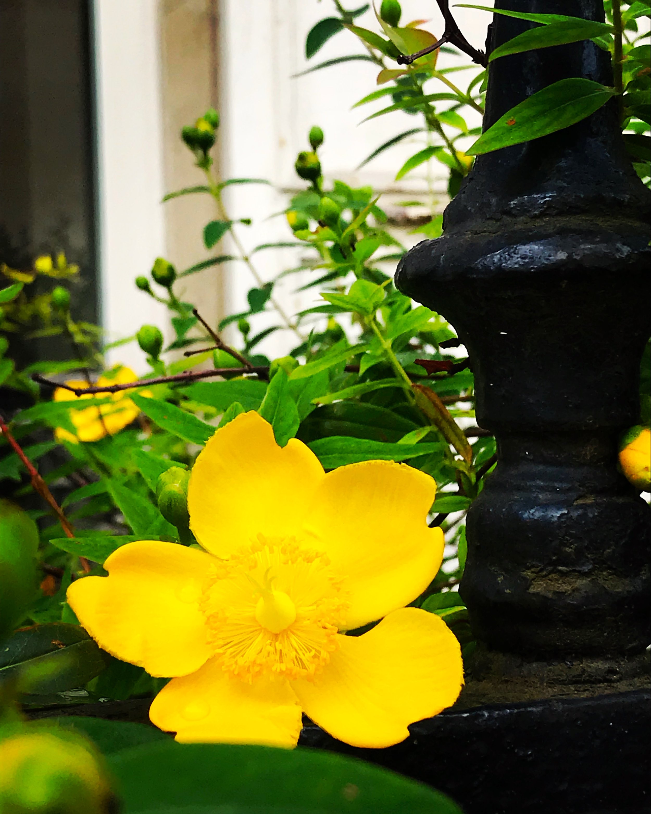 yellow flower paris street.JPG