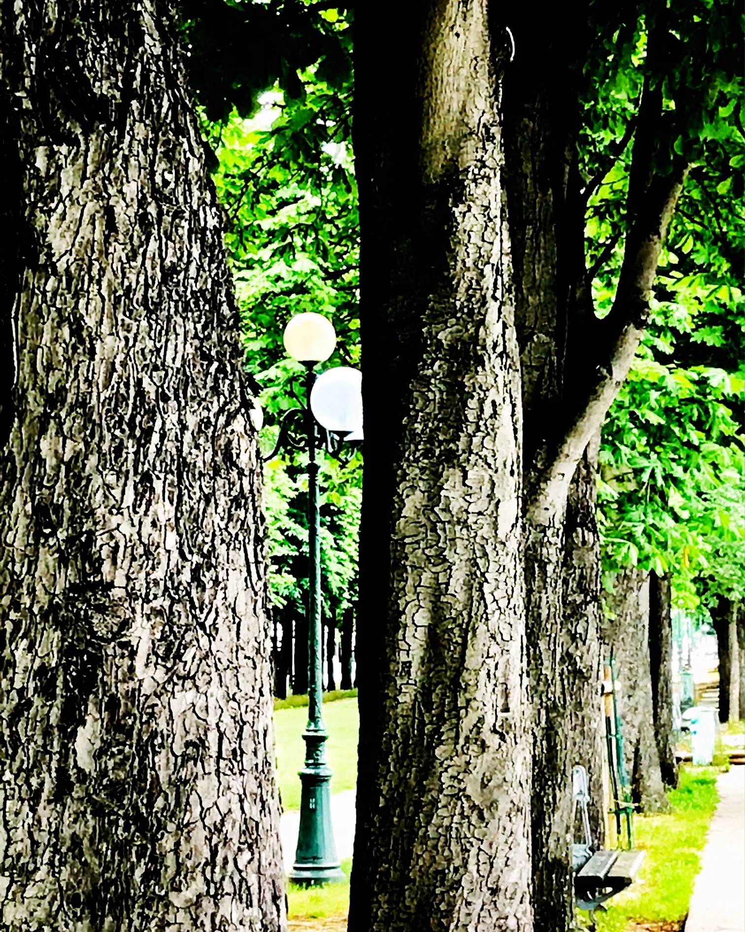 lamps and trees paris.JPG
