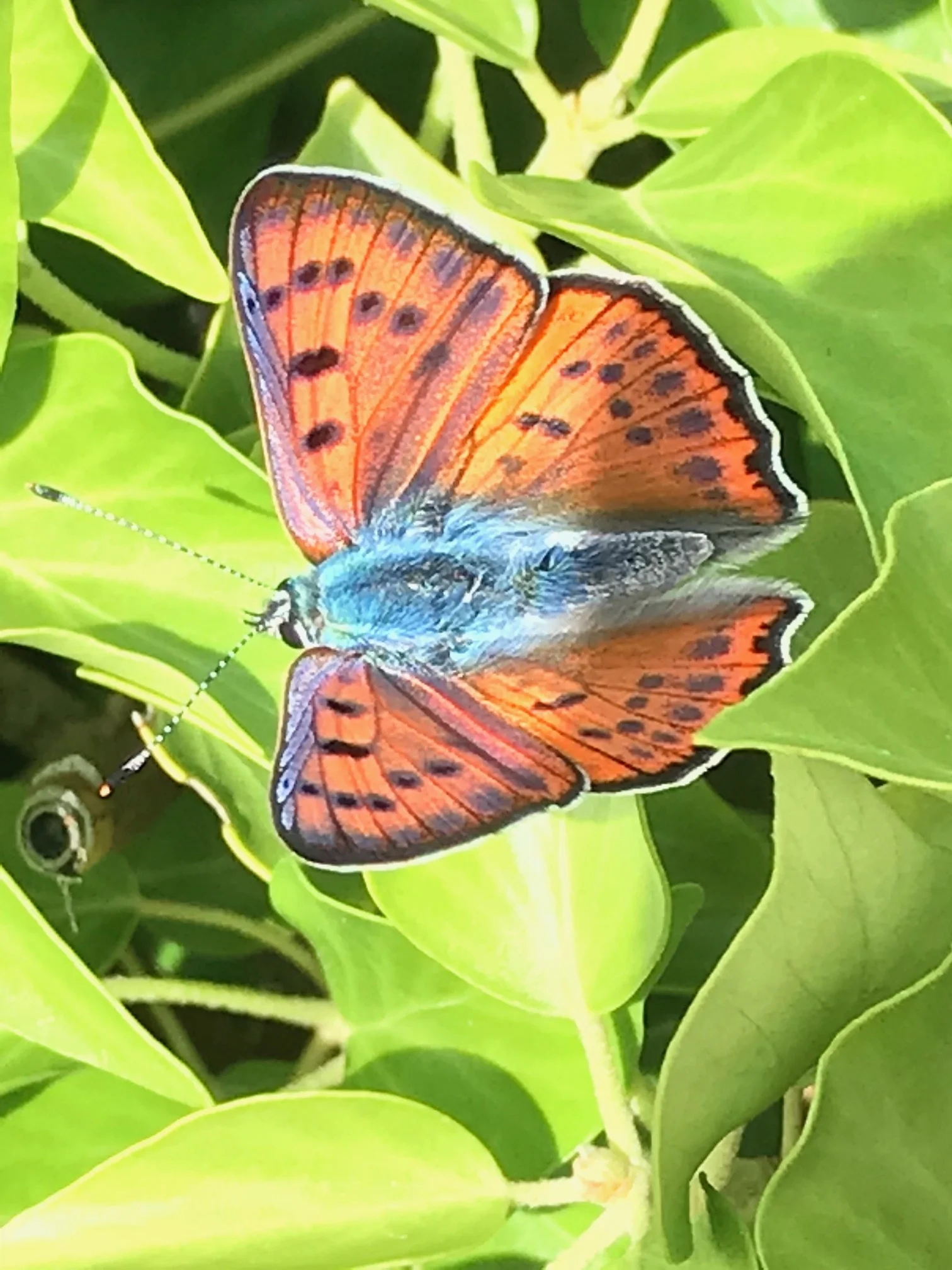 butterfly.jpg