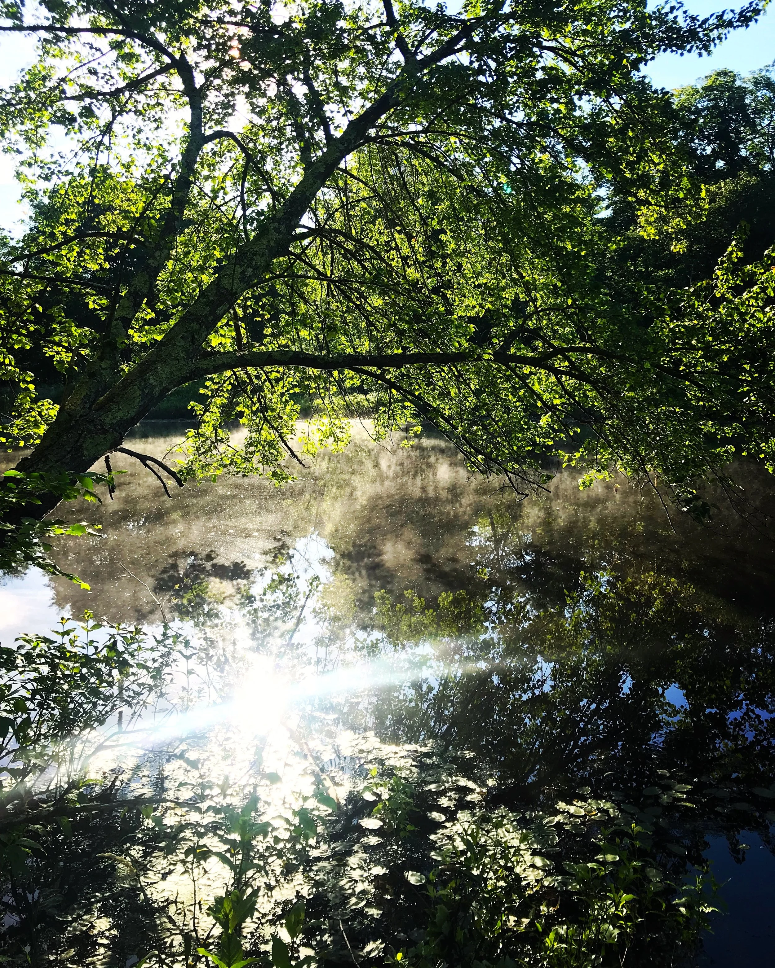 Charles River Morning