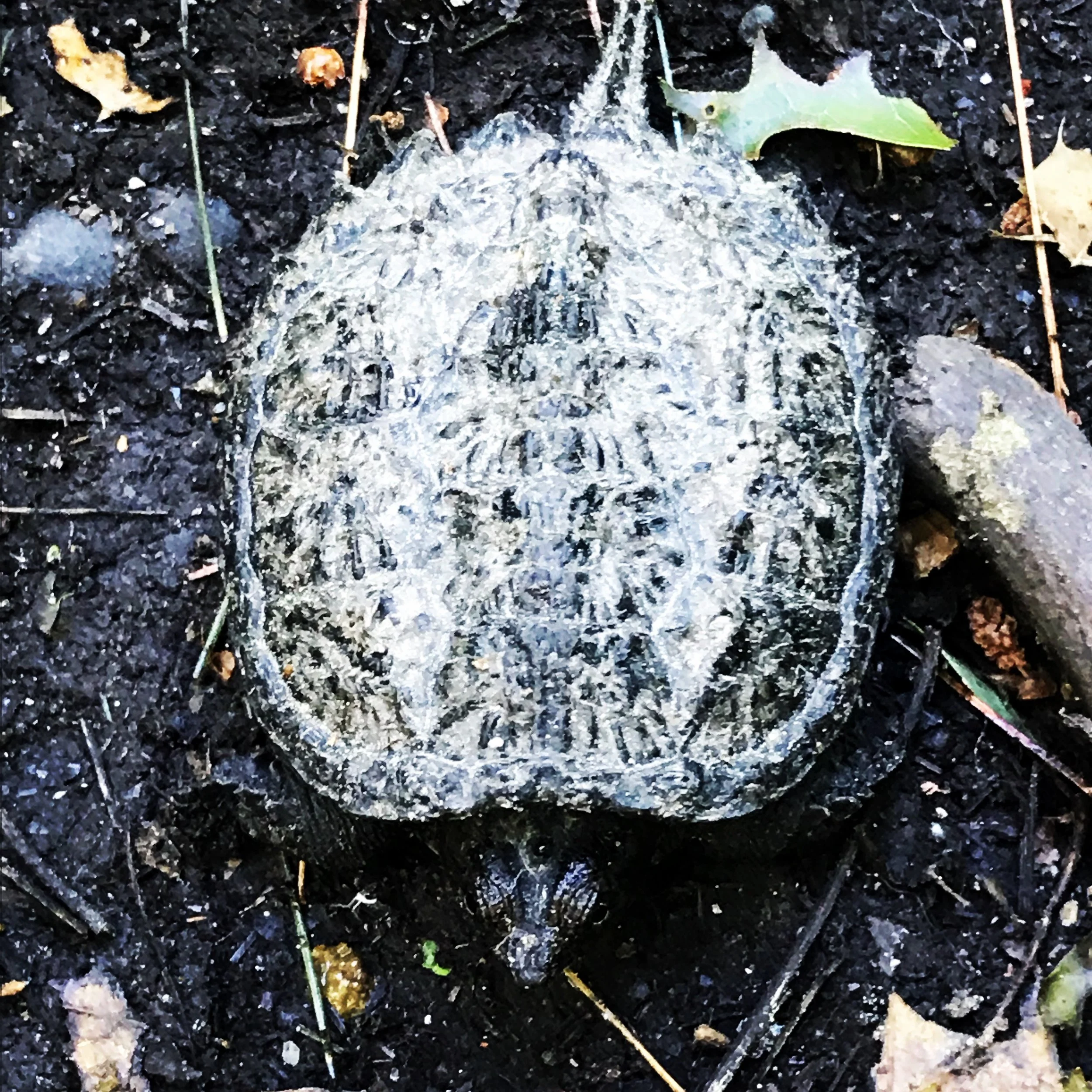 turtle traveler june 2018.JPG