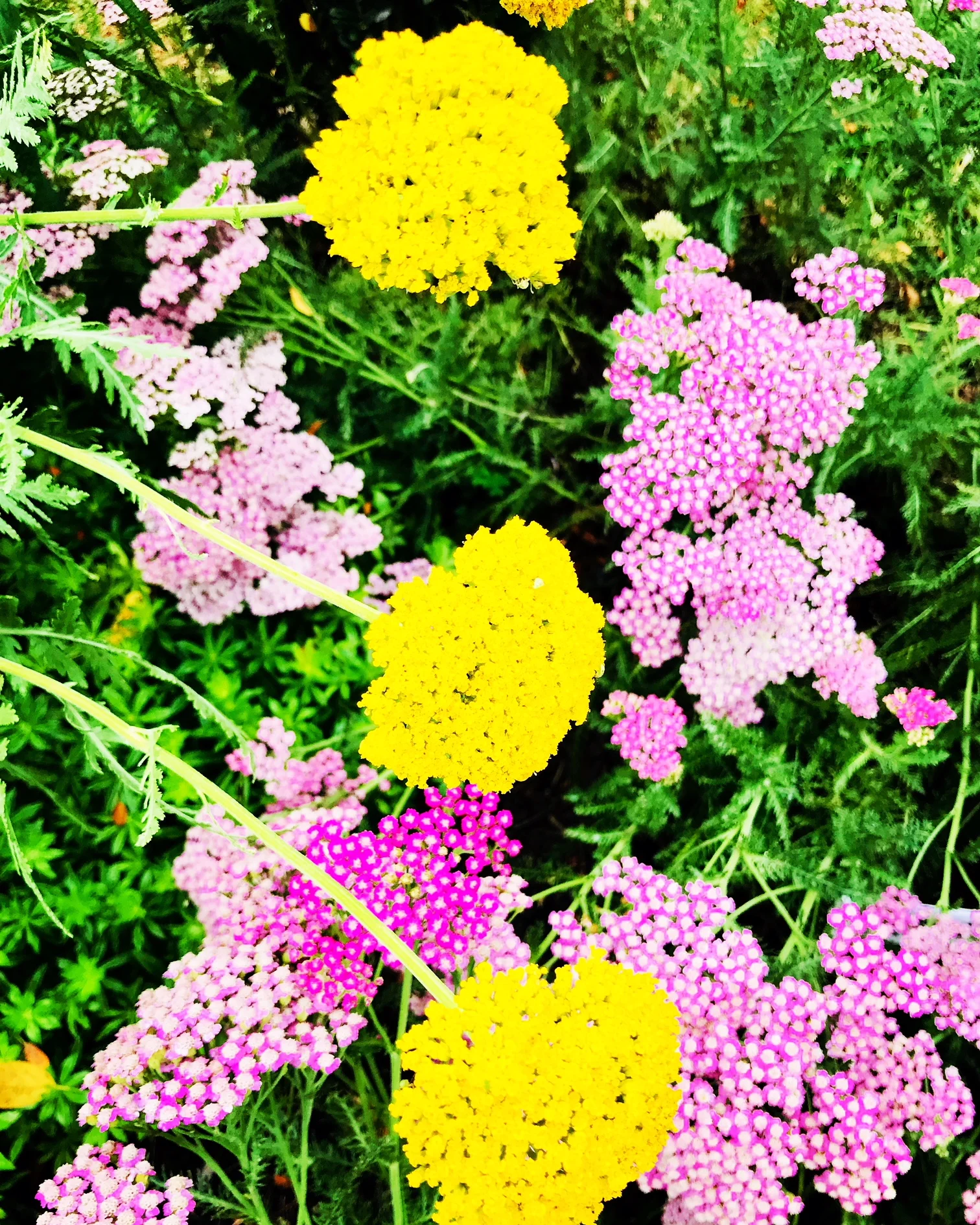 flowers.JPG