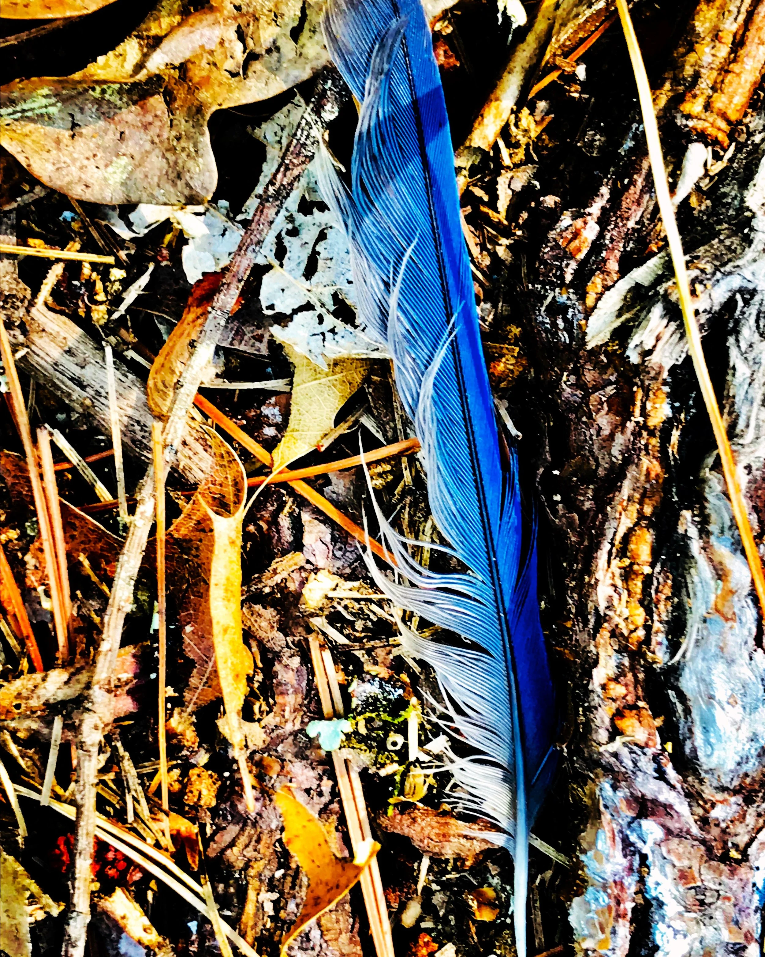 feather blue.JPG