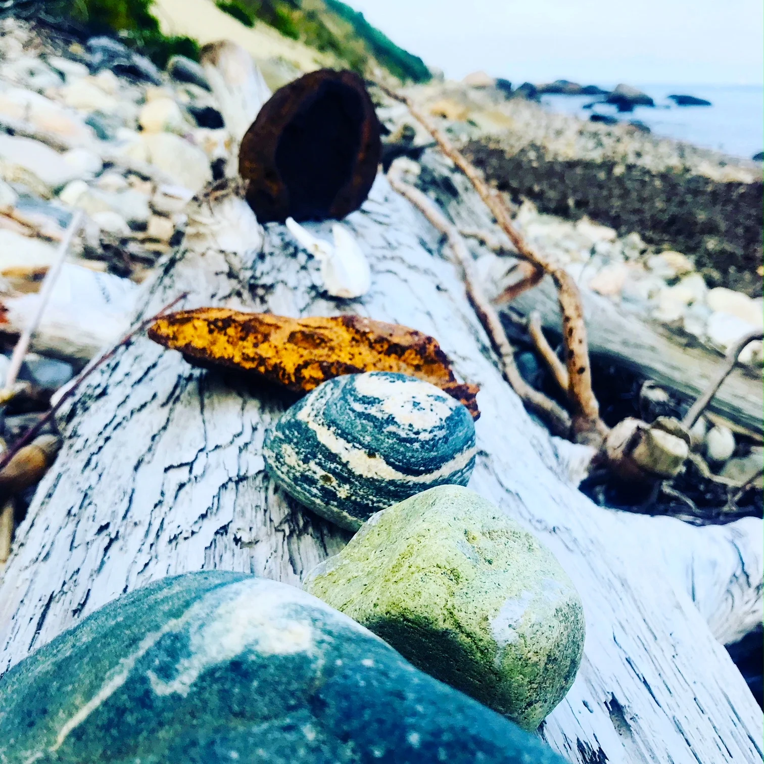 flotsam and jetsam.JPG