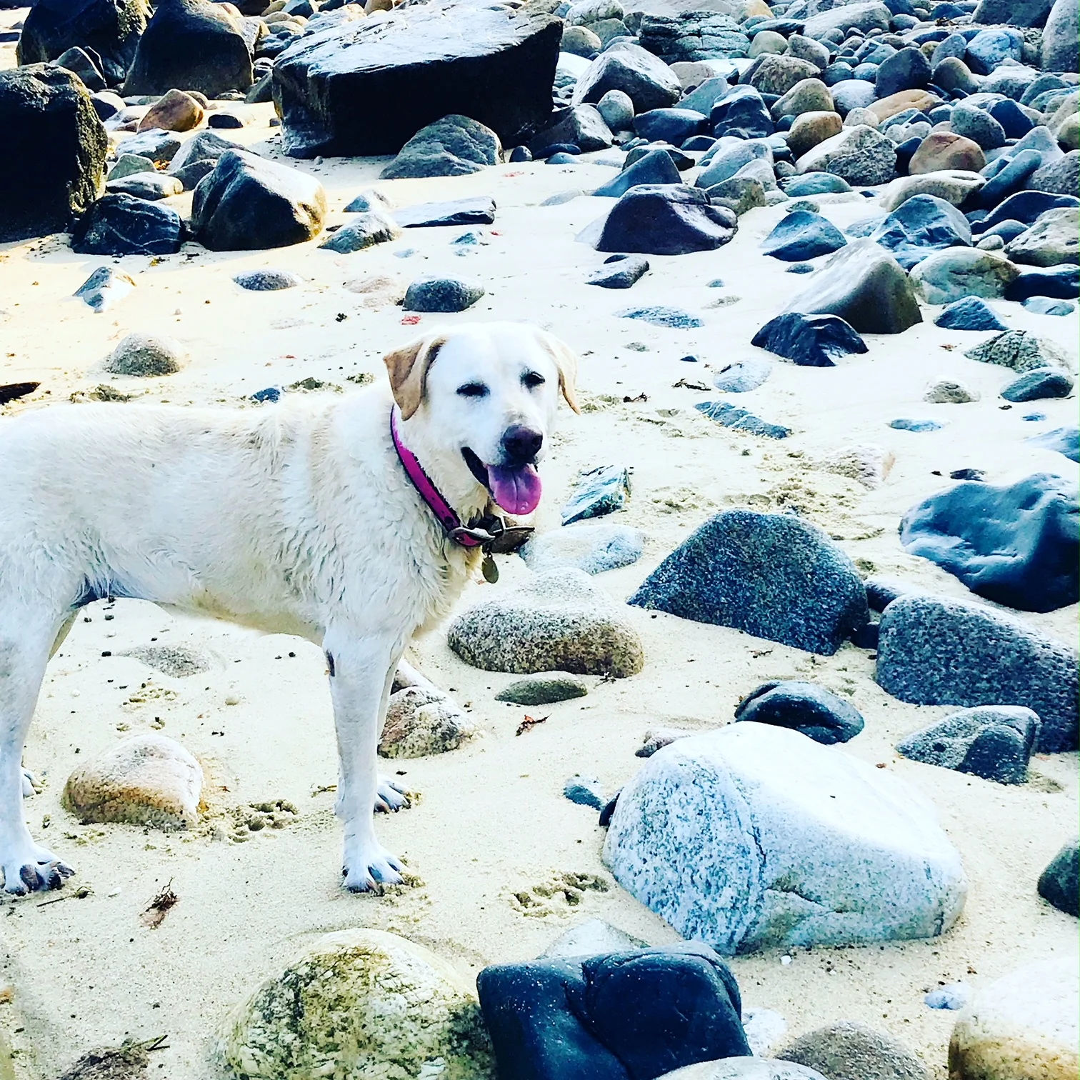 suzi menemsha smile.JPG