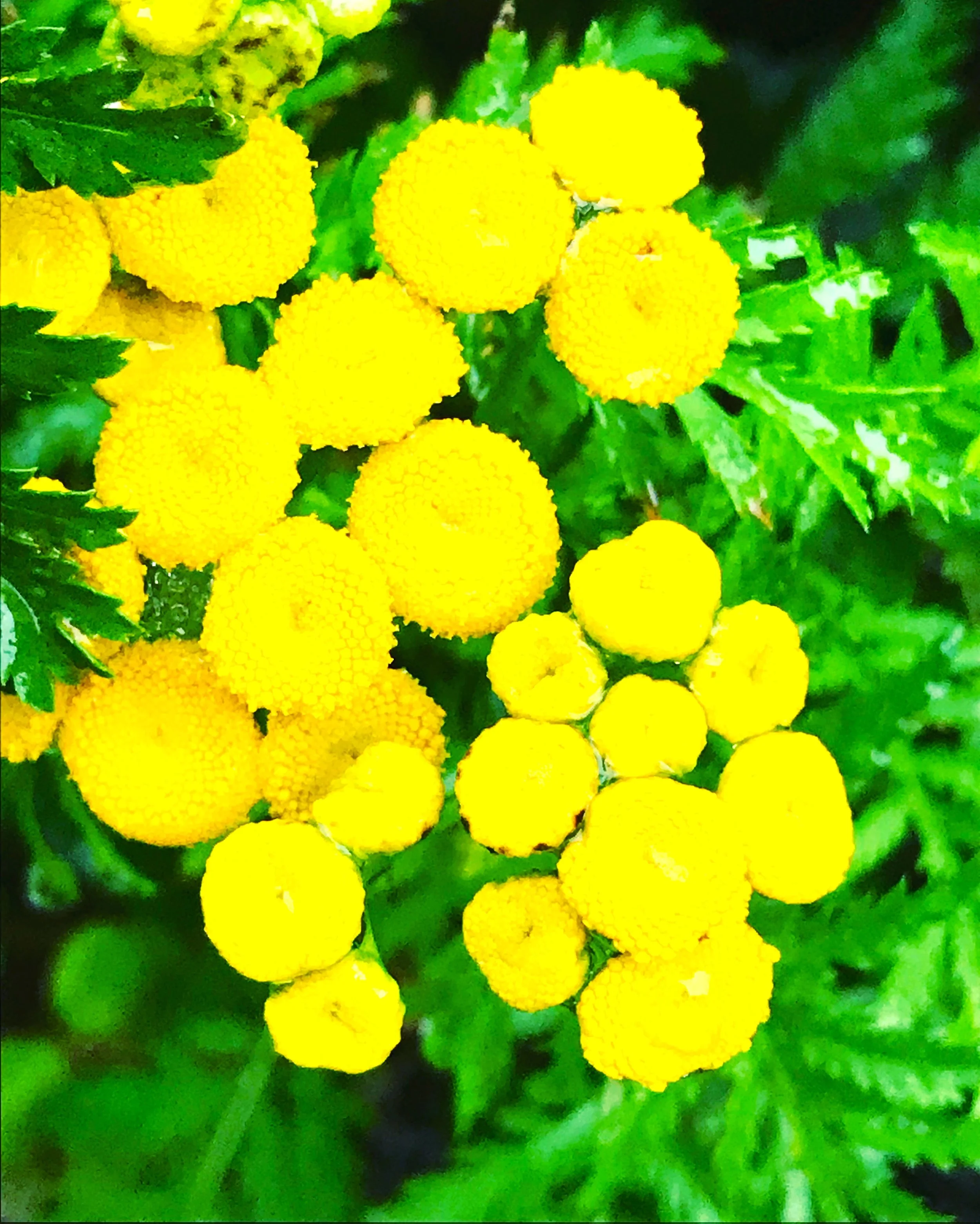 tansy.JPG