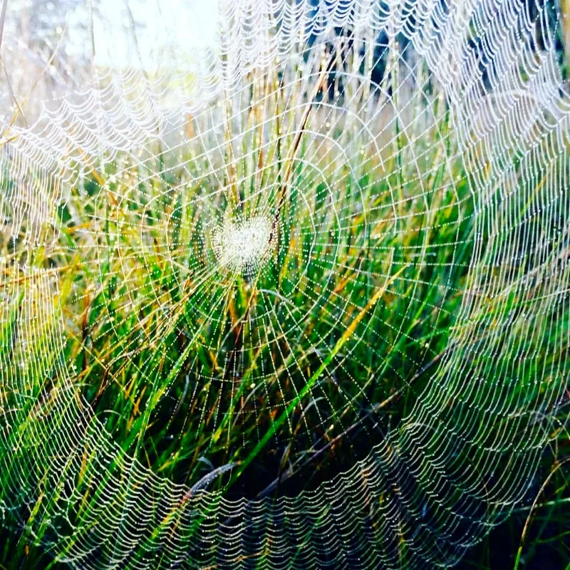 WEB+firs+BLOG+8+23+16+jpg.jpg