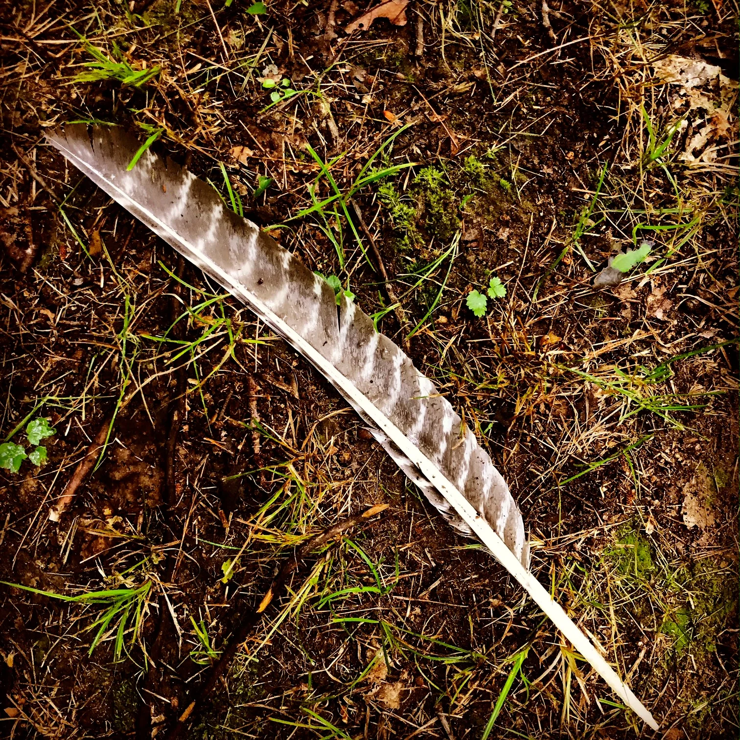 feather.jpg