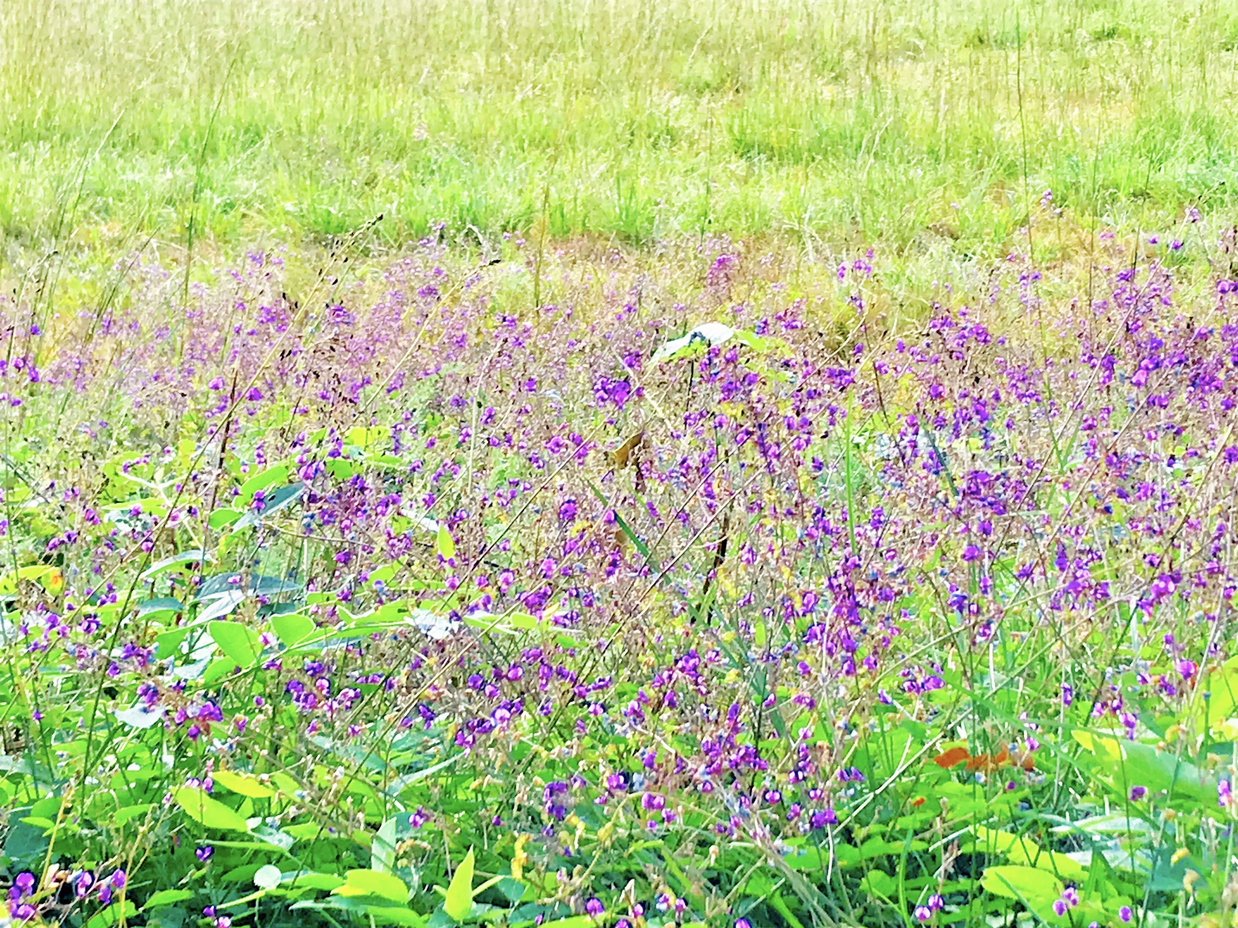 Purple Meadow.jpg