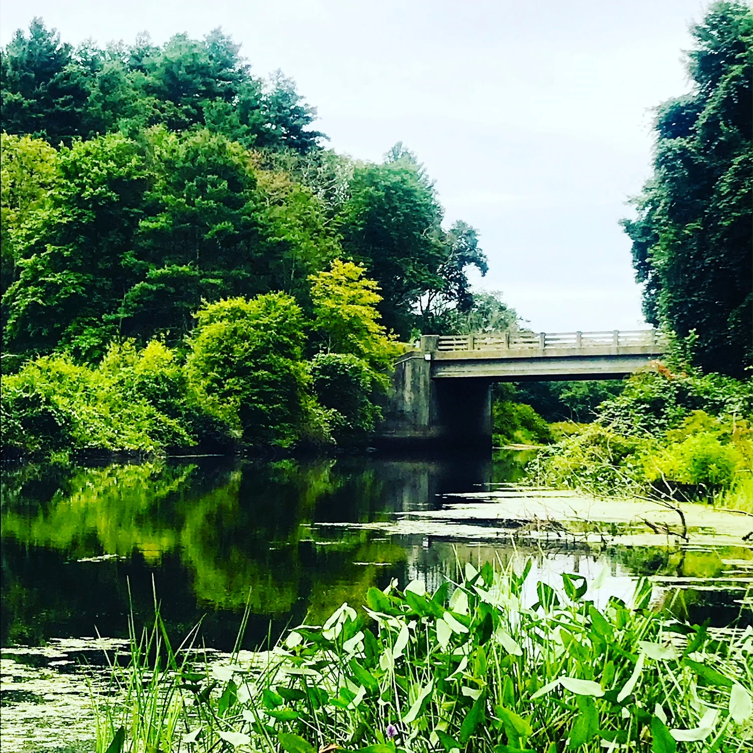 charles river this morning.JPG