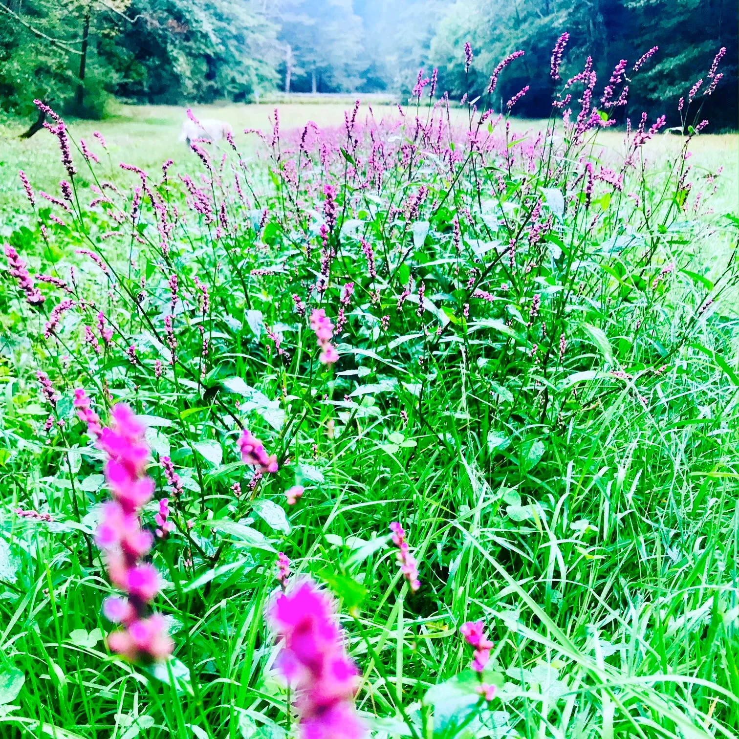 meadow.JPG