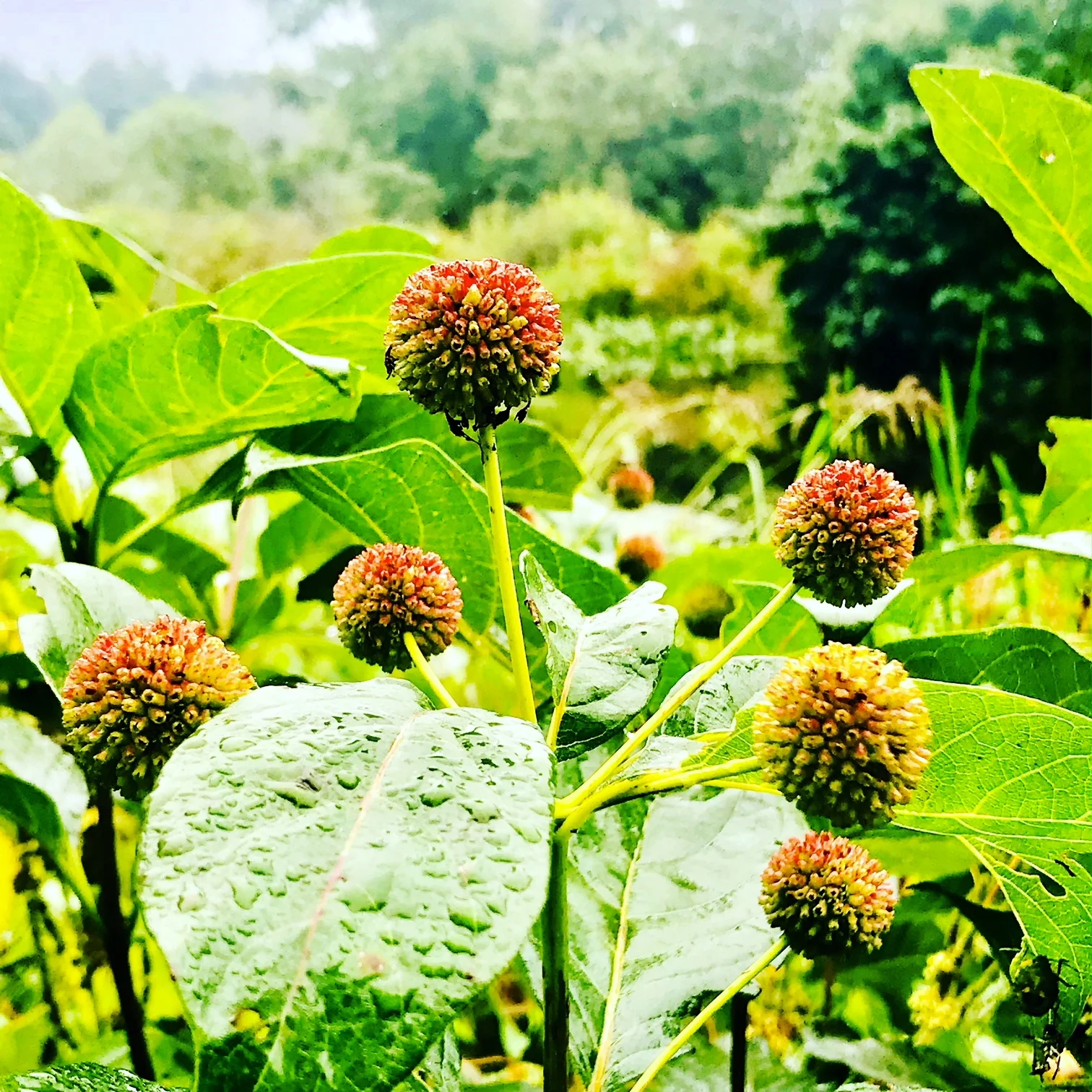 buttonbush.JPG