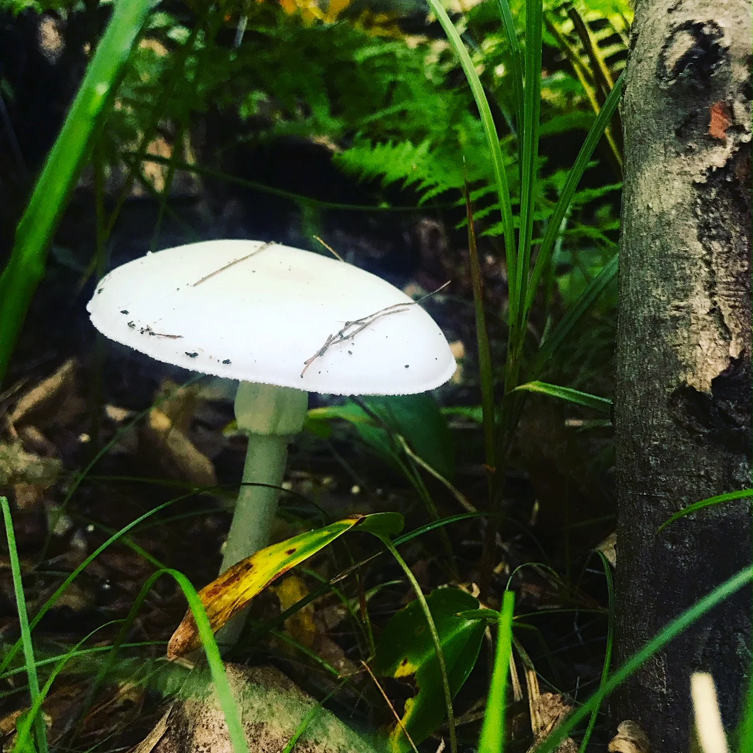 mushroom.JPG