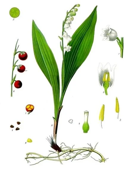 440px-Convallaria_majalis_-_Köhler–s_Medizinal-Pflanzen-045.jpg