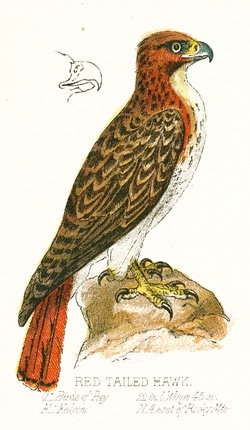 Red_Tailed_Hawk_Drawing.jpg