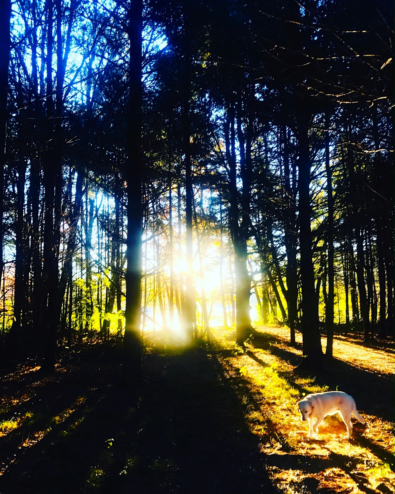 sun through trees.JPG