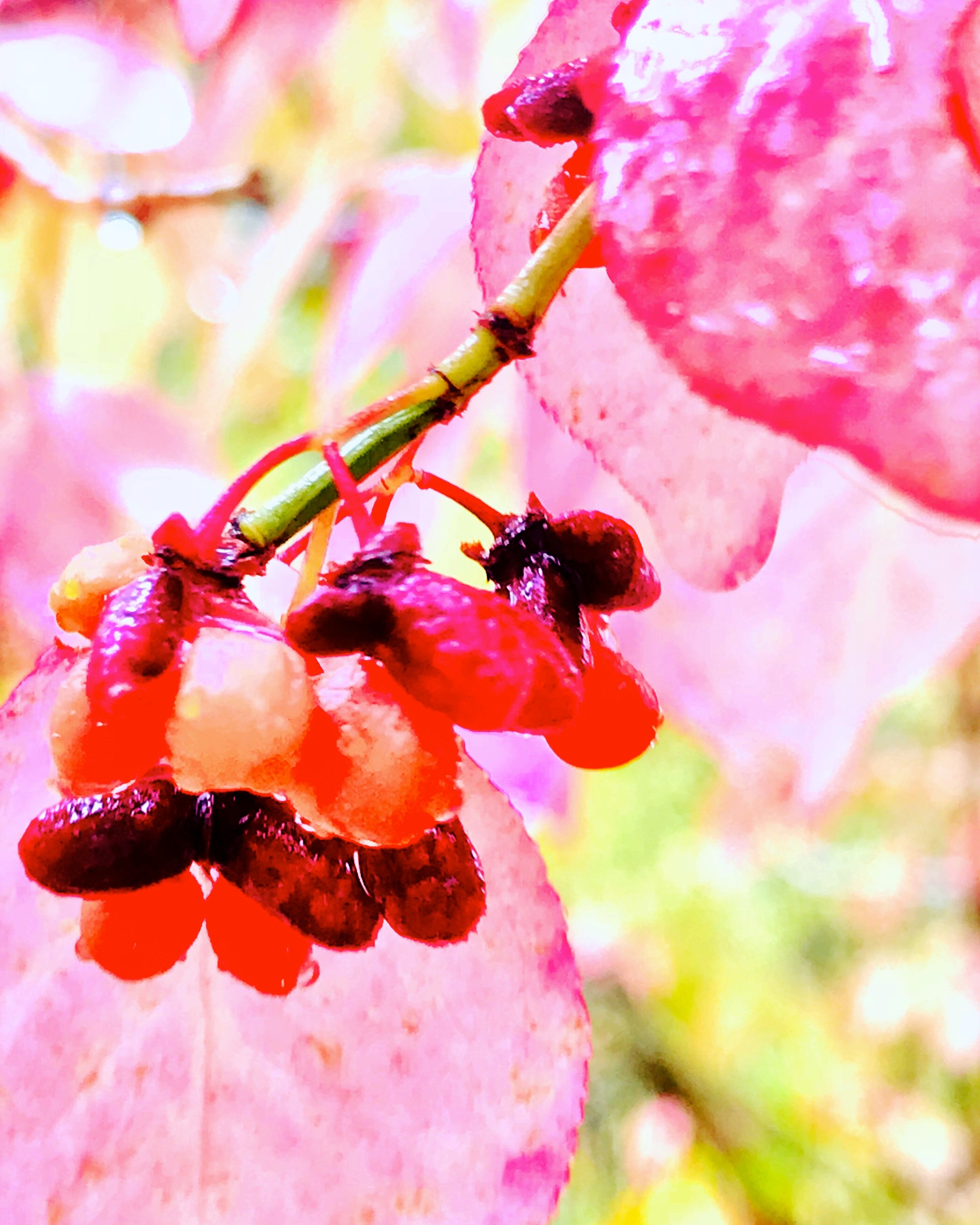 pink delicate berry vine.JPG