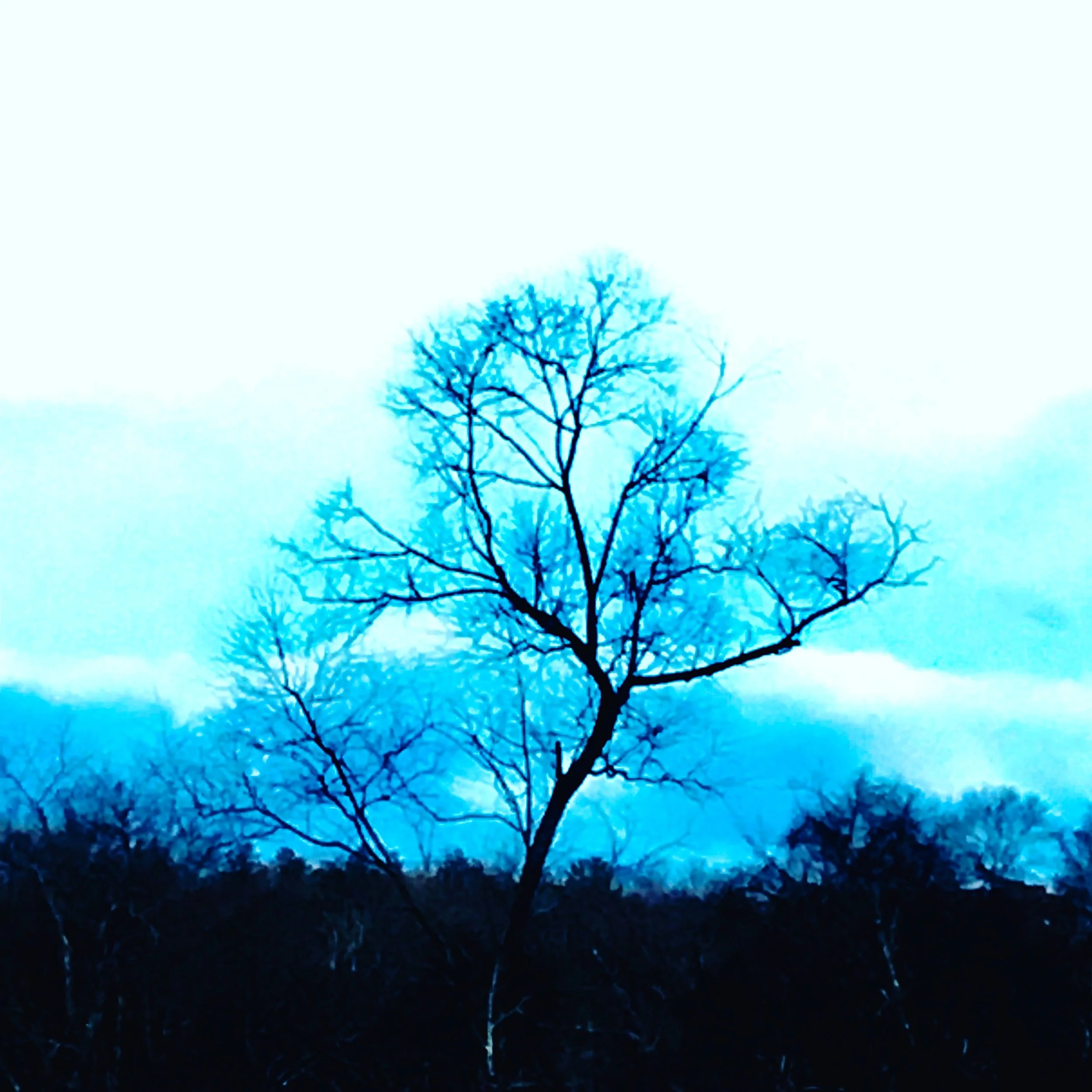 blue tree.JPG