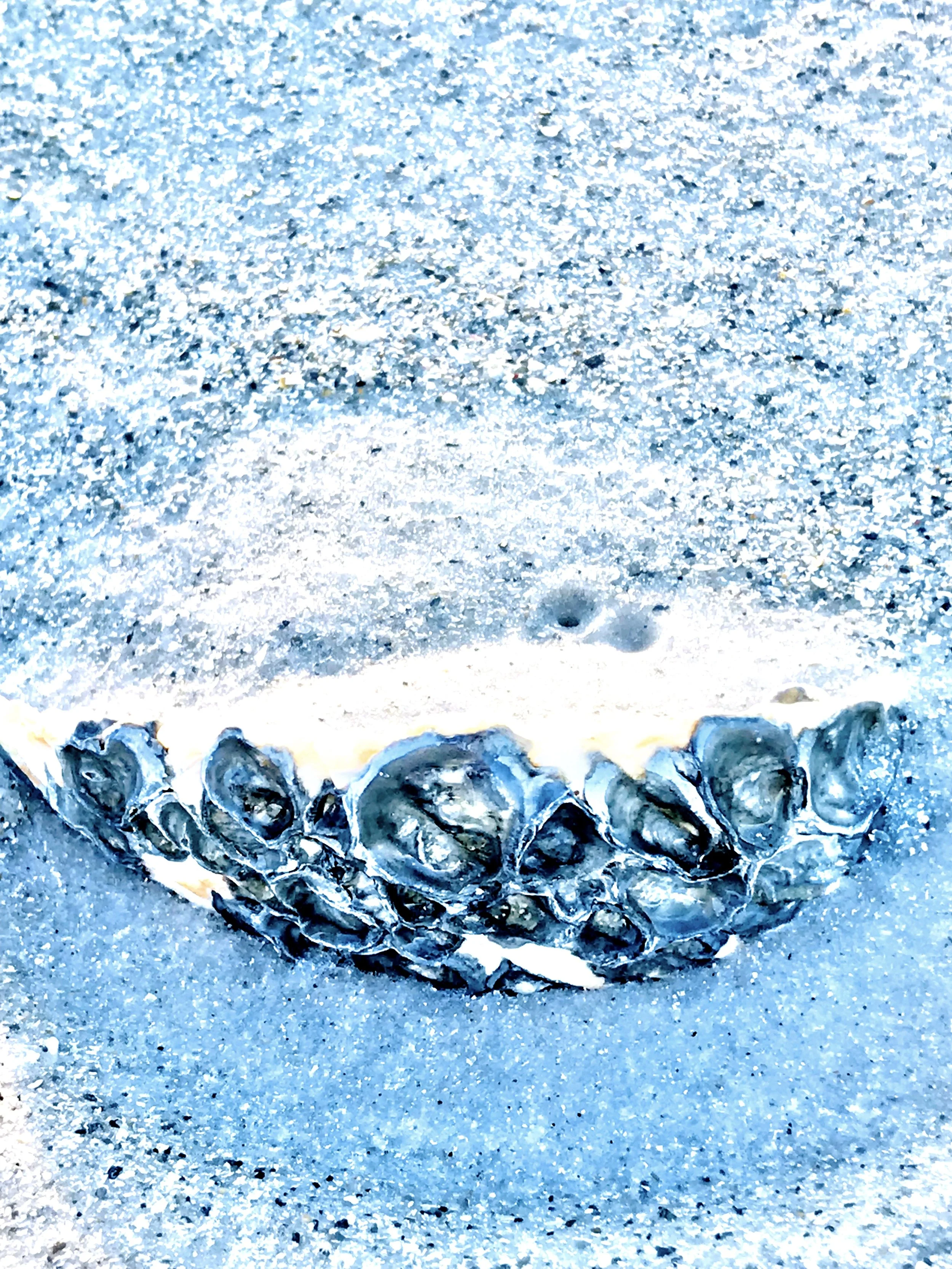 Shell Bowl