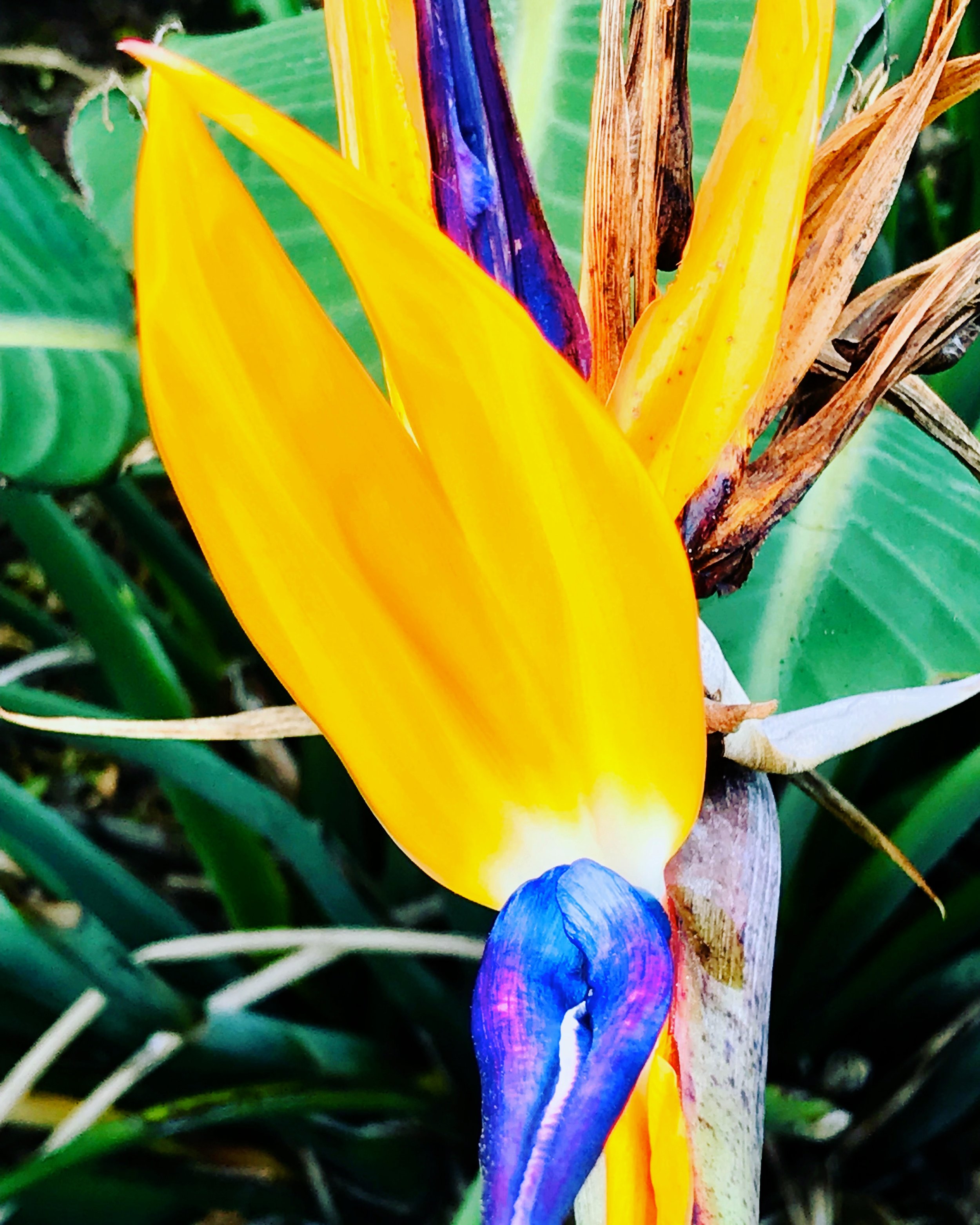 Bird of Paradise.JPG