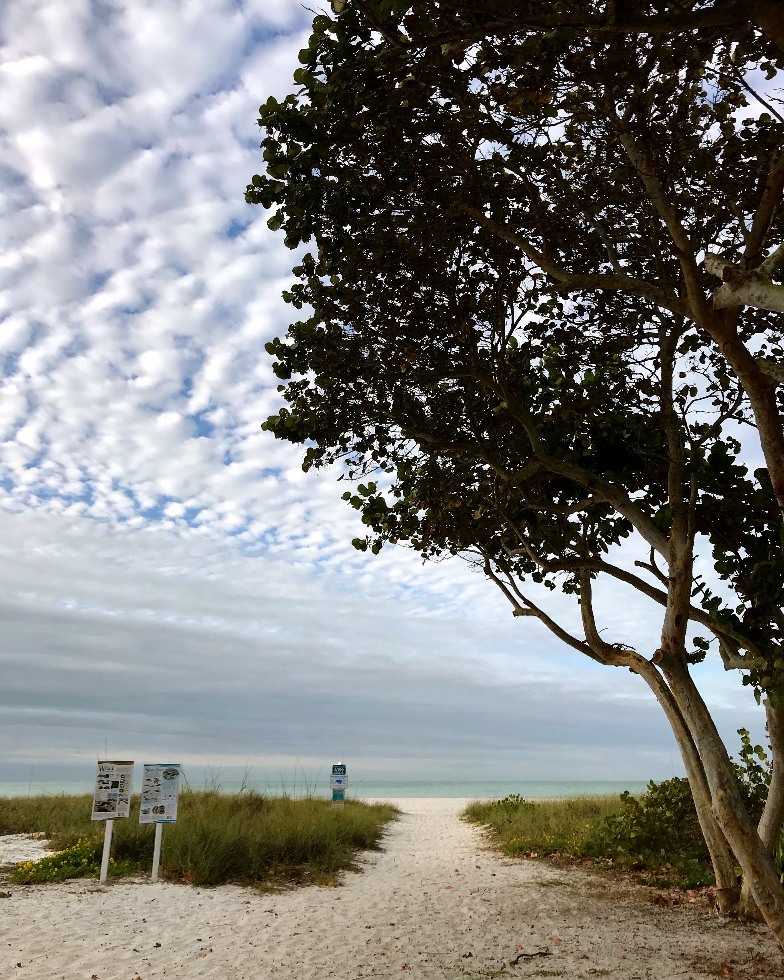 clouds and tree.JPG