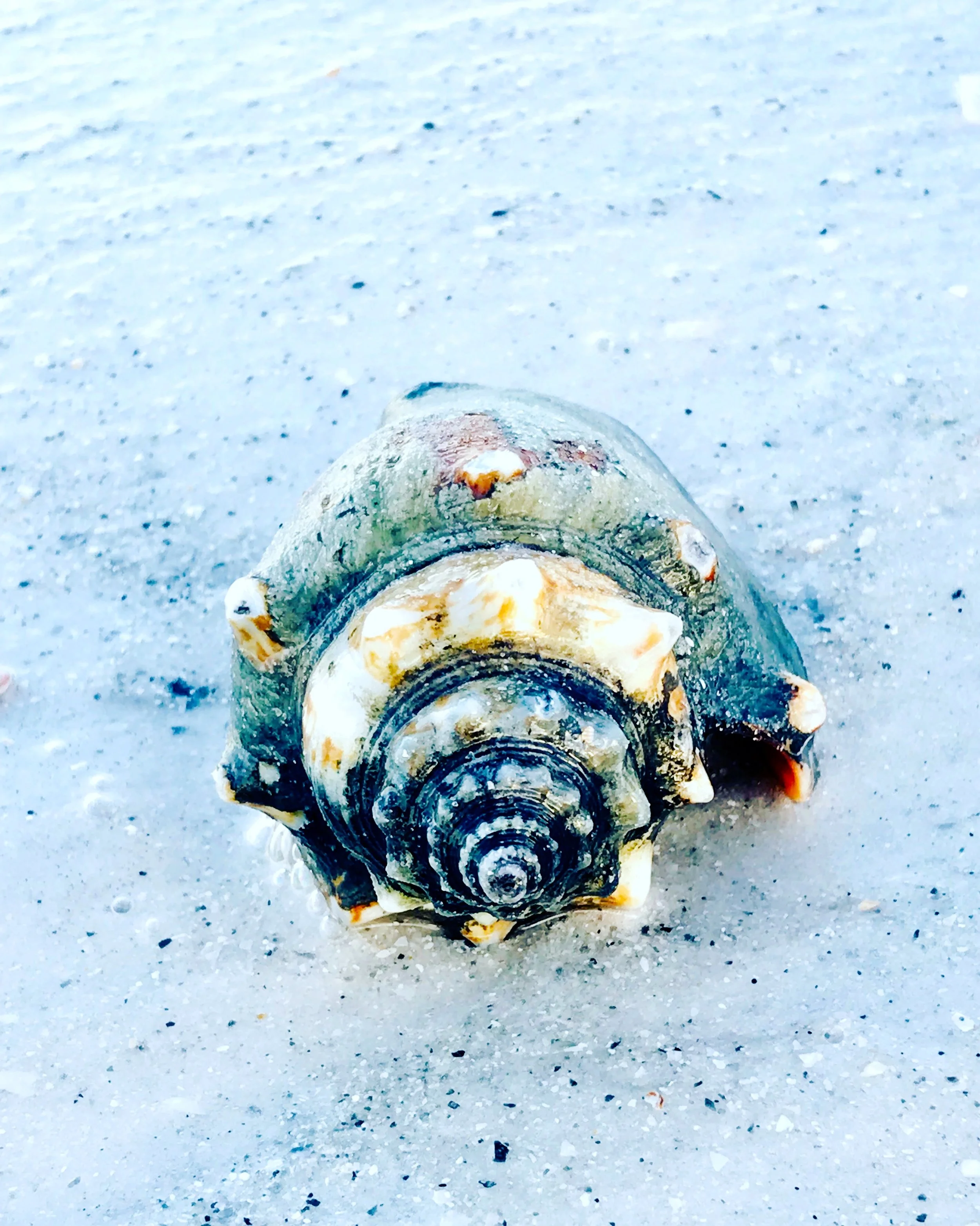 old shell.JPG
