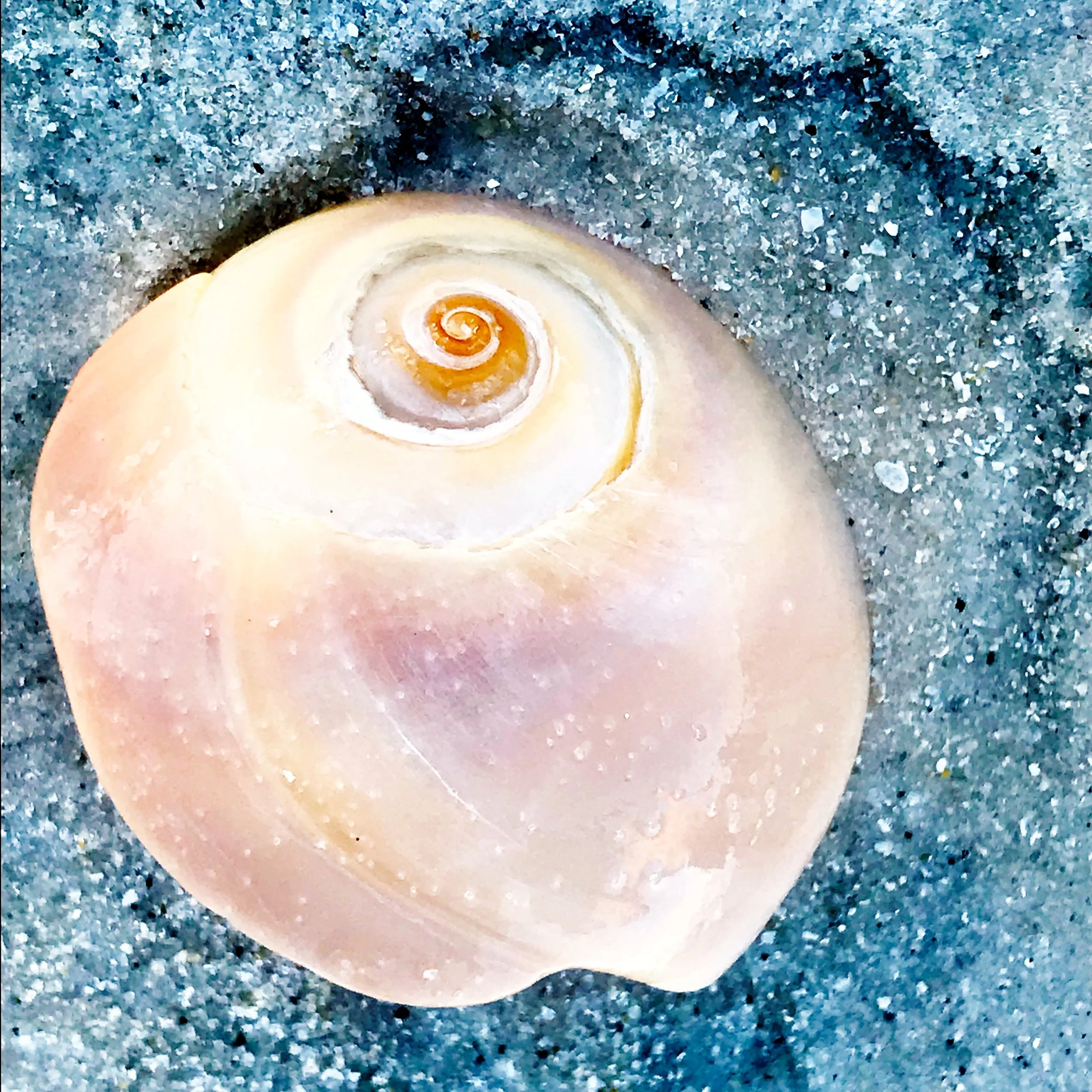 moon shell.JPG