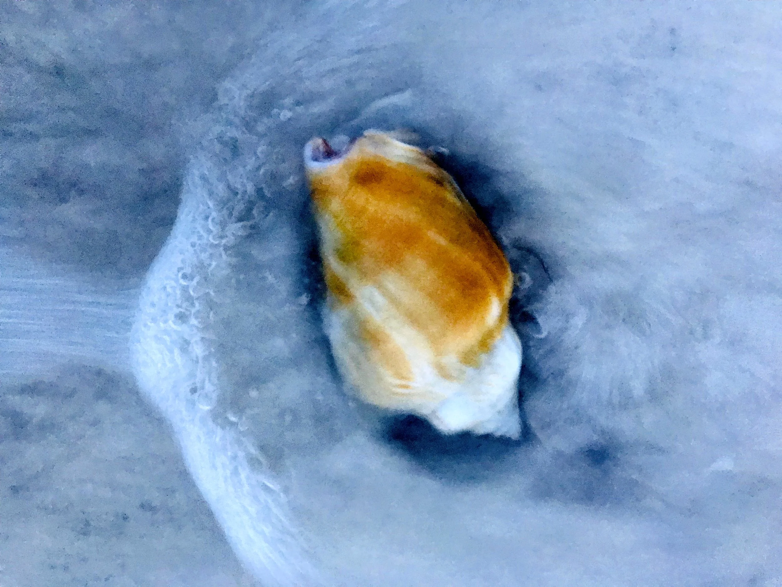 conch.jpg