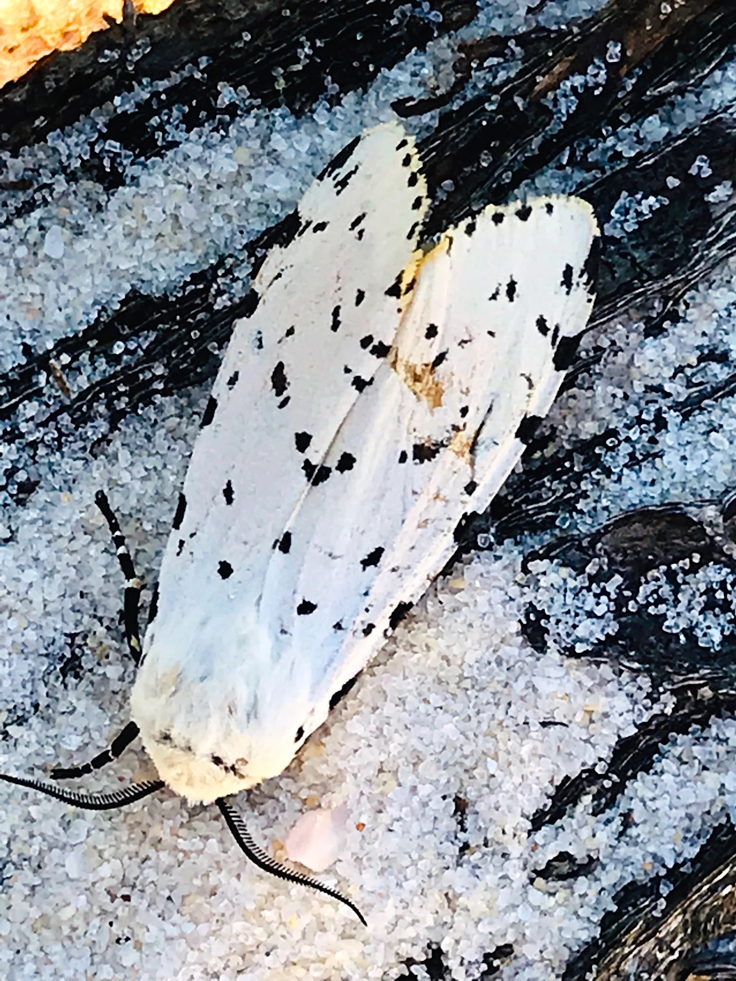 Salt Marsh Moth
