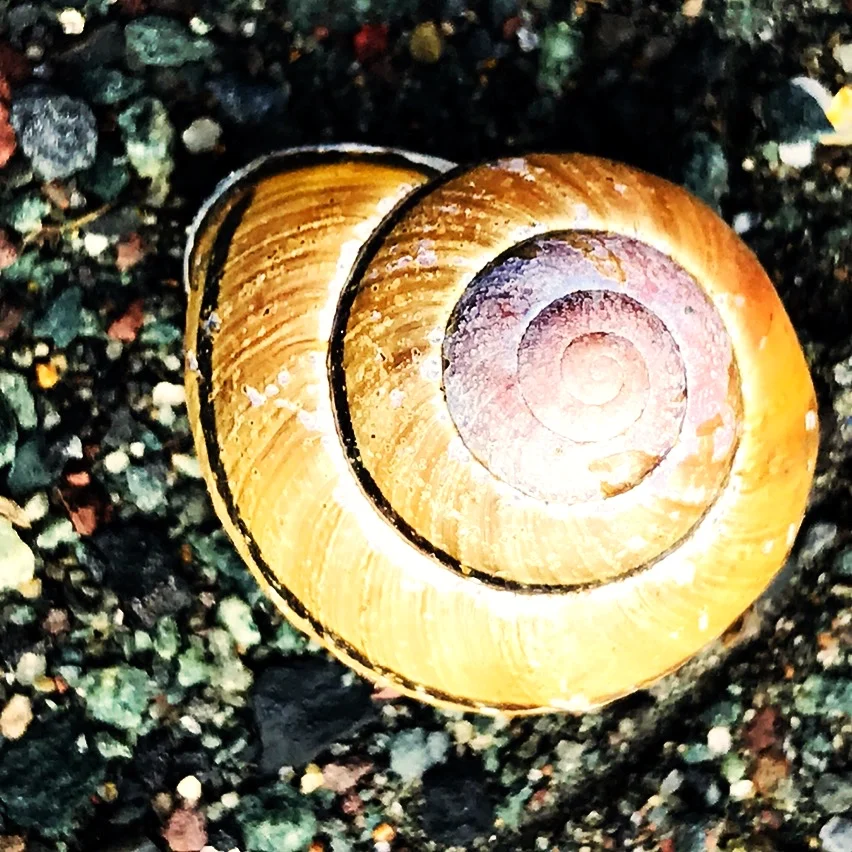 freshwatersnail.JPG
