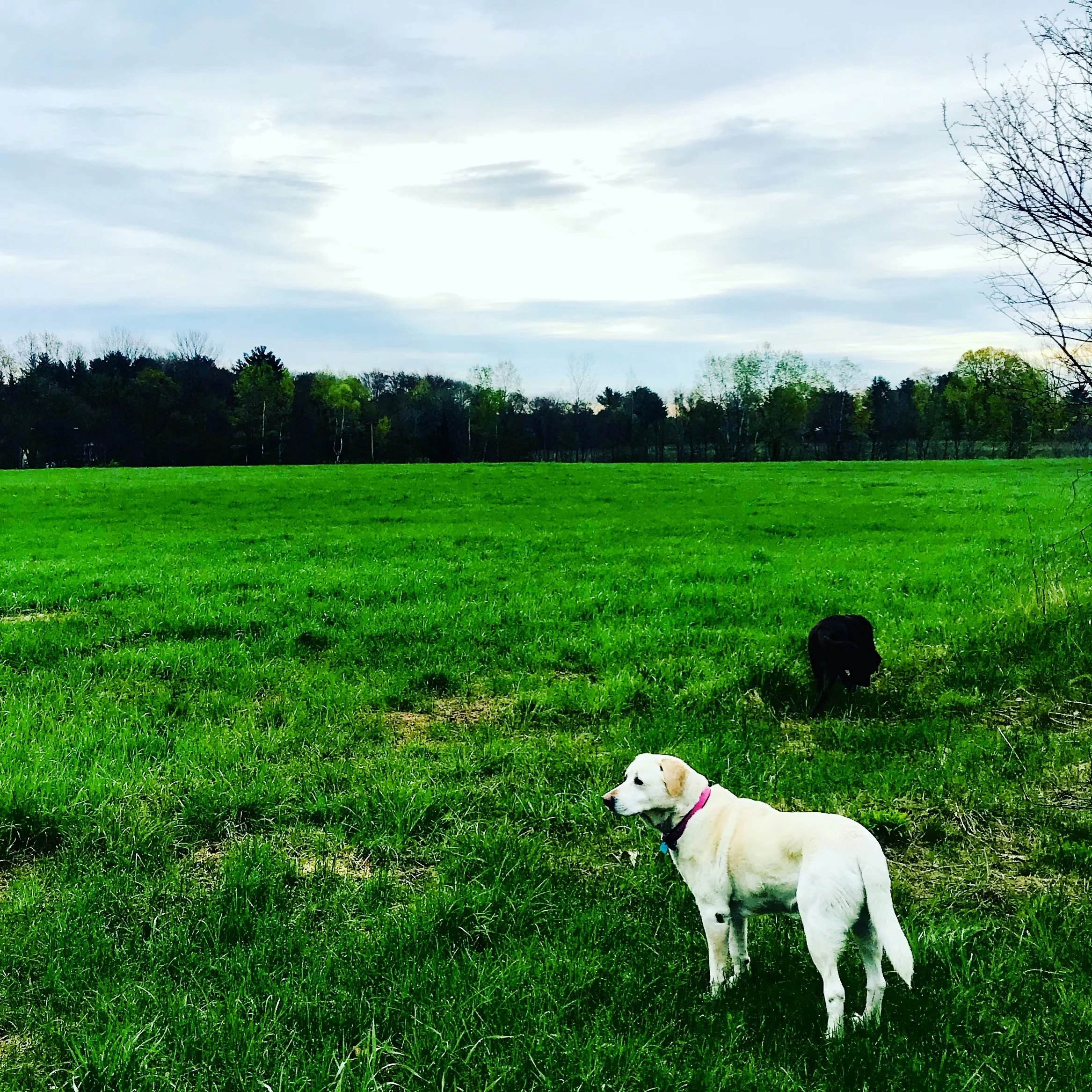 suzi in the meadow.JPG