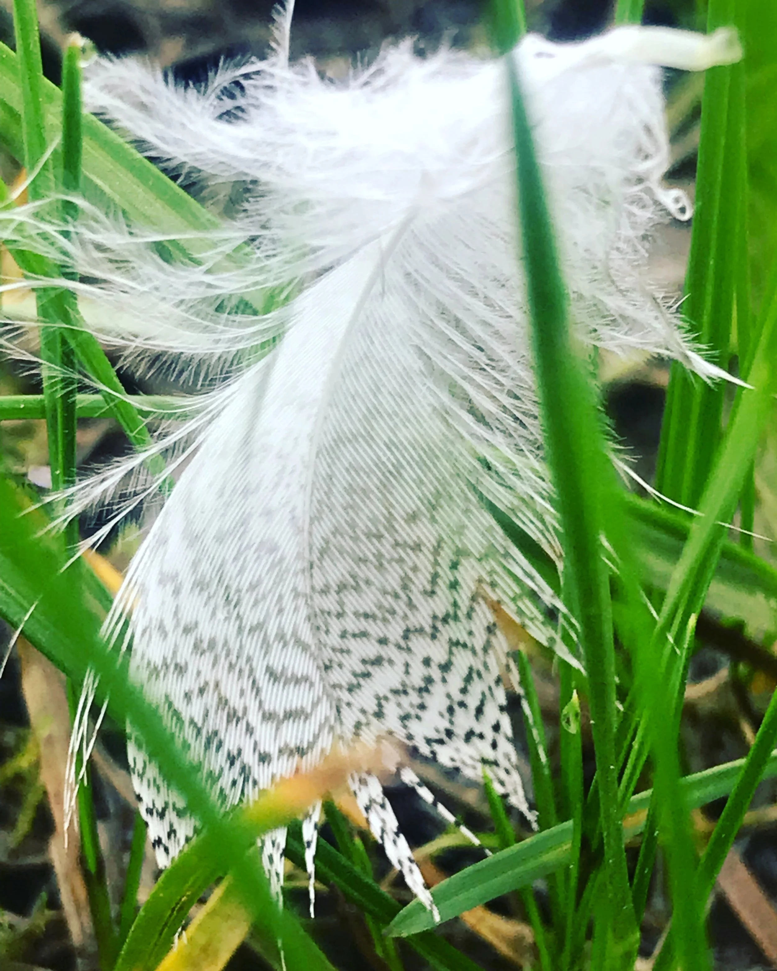 feather meadow.JPG