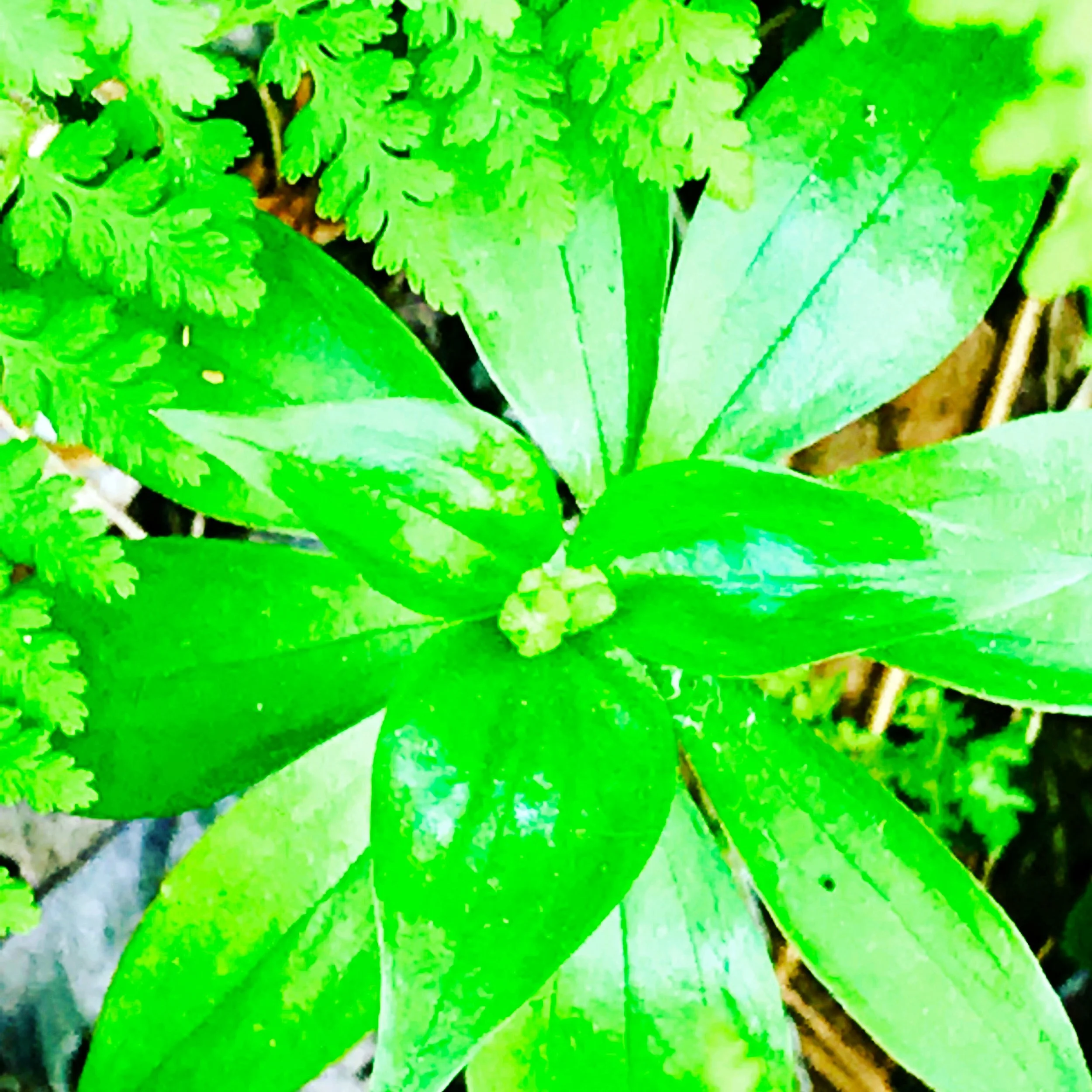 trillium.JPG