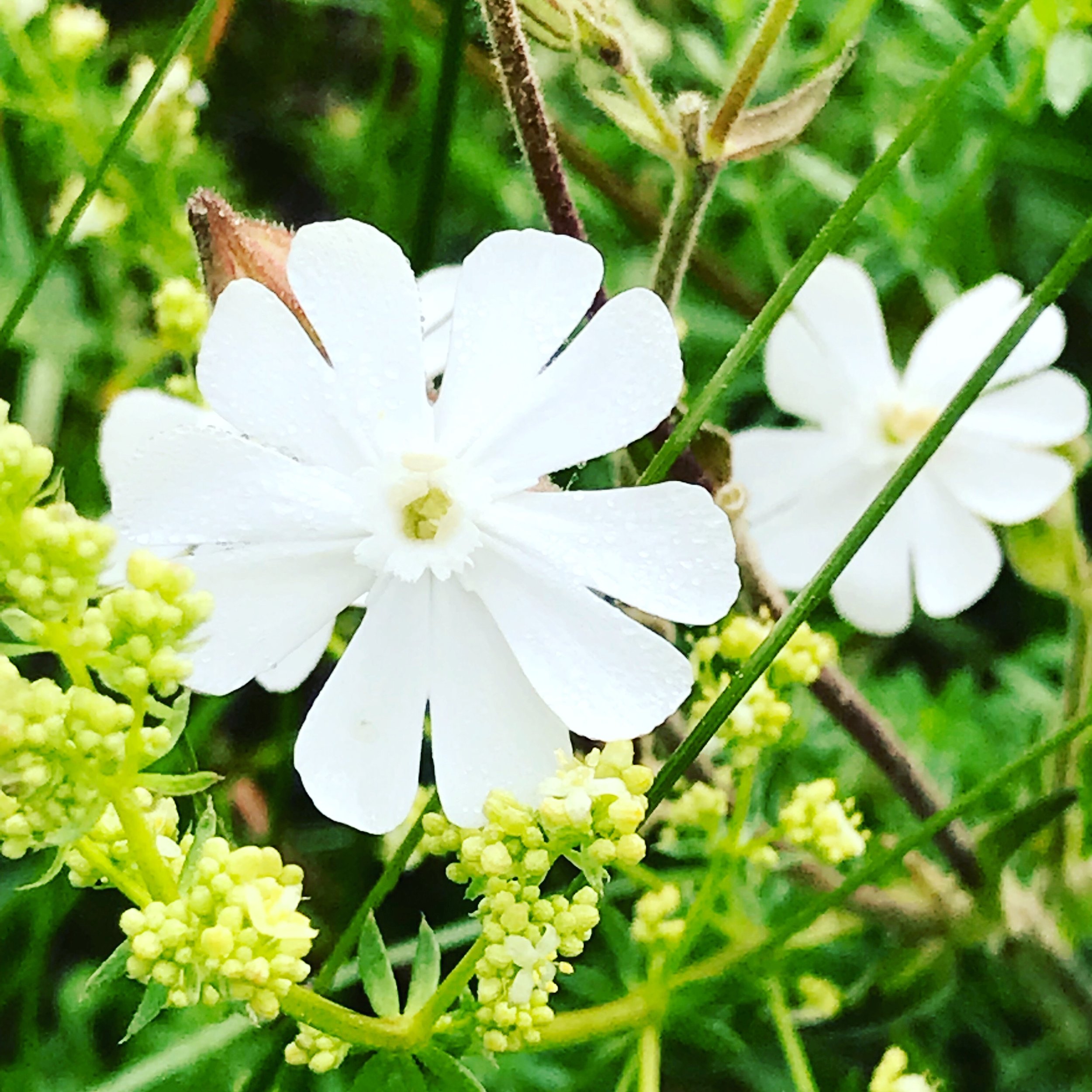 white campion.JPG