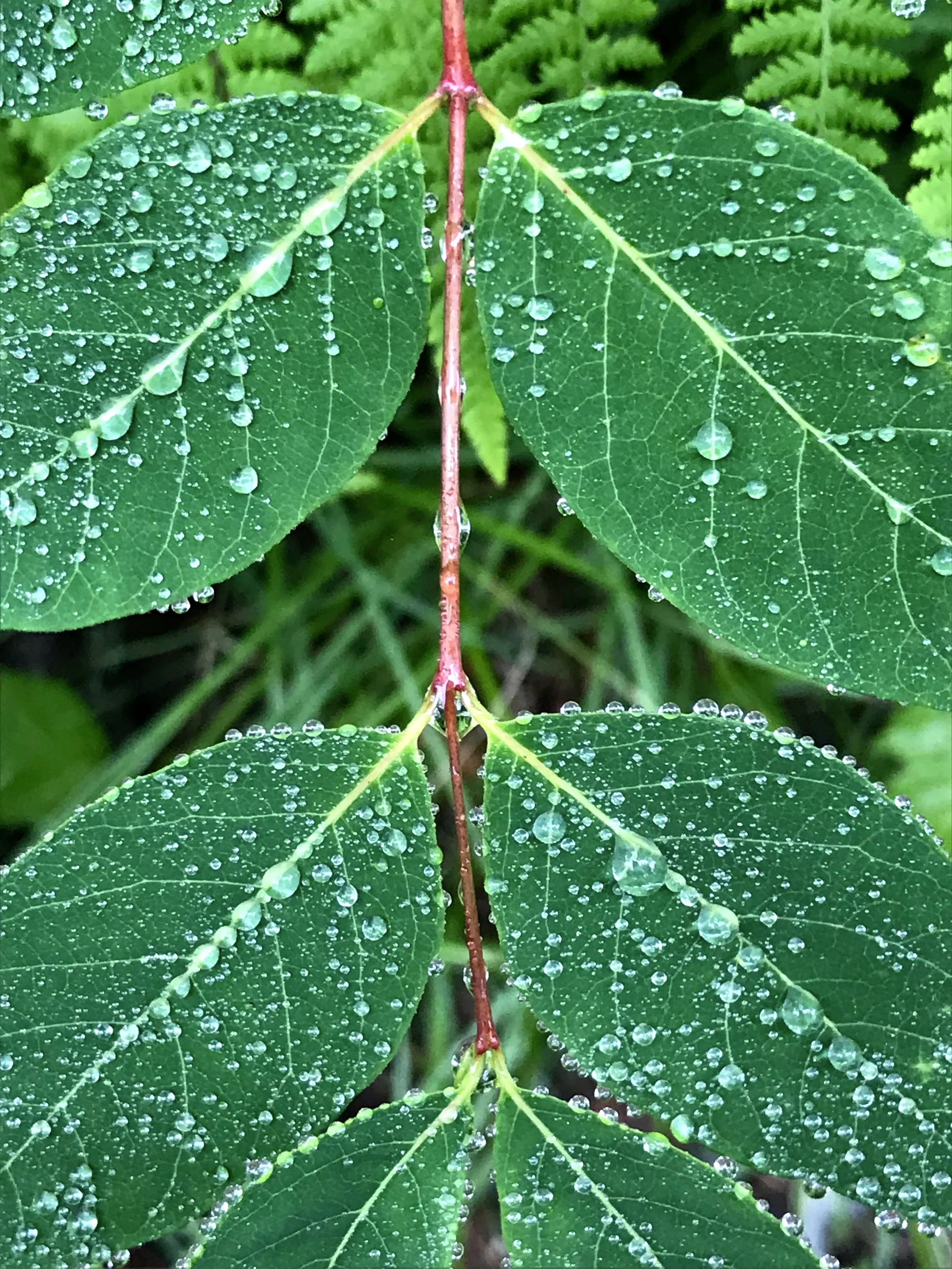 Leaf after rain in the woods