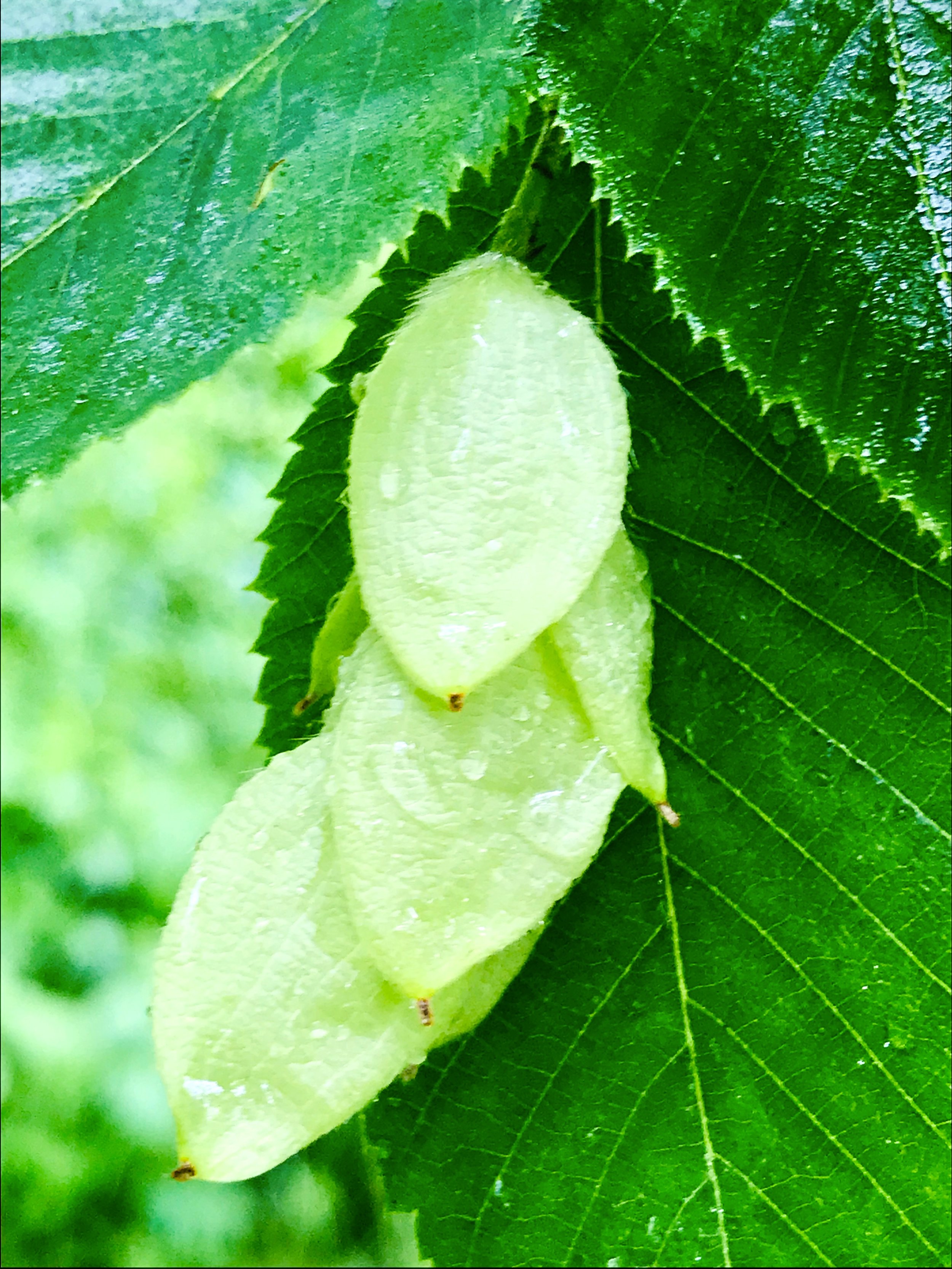 ironwood hop hornbeam tree rocky narriws.JPG