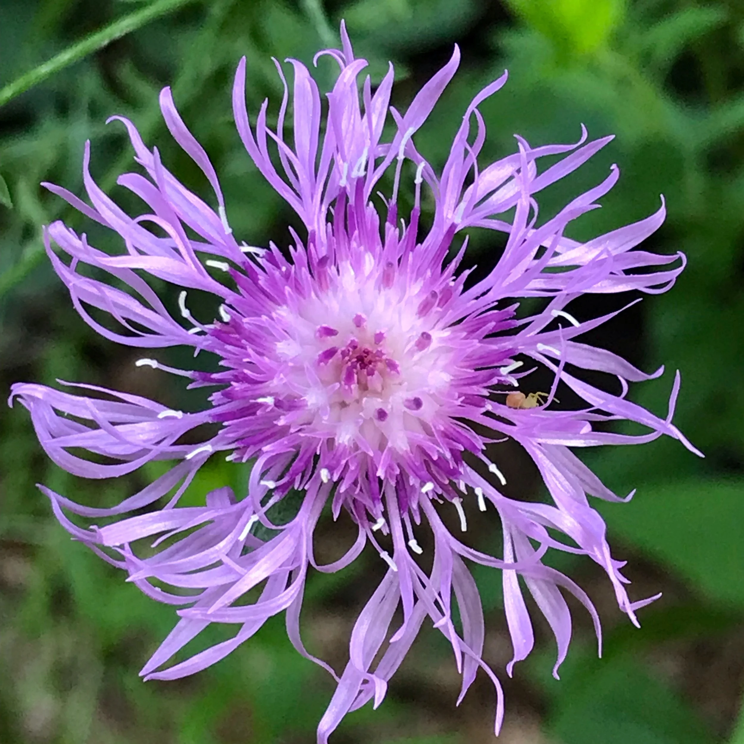 cornflower.JPG
