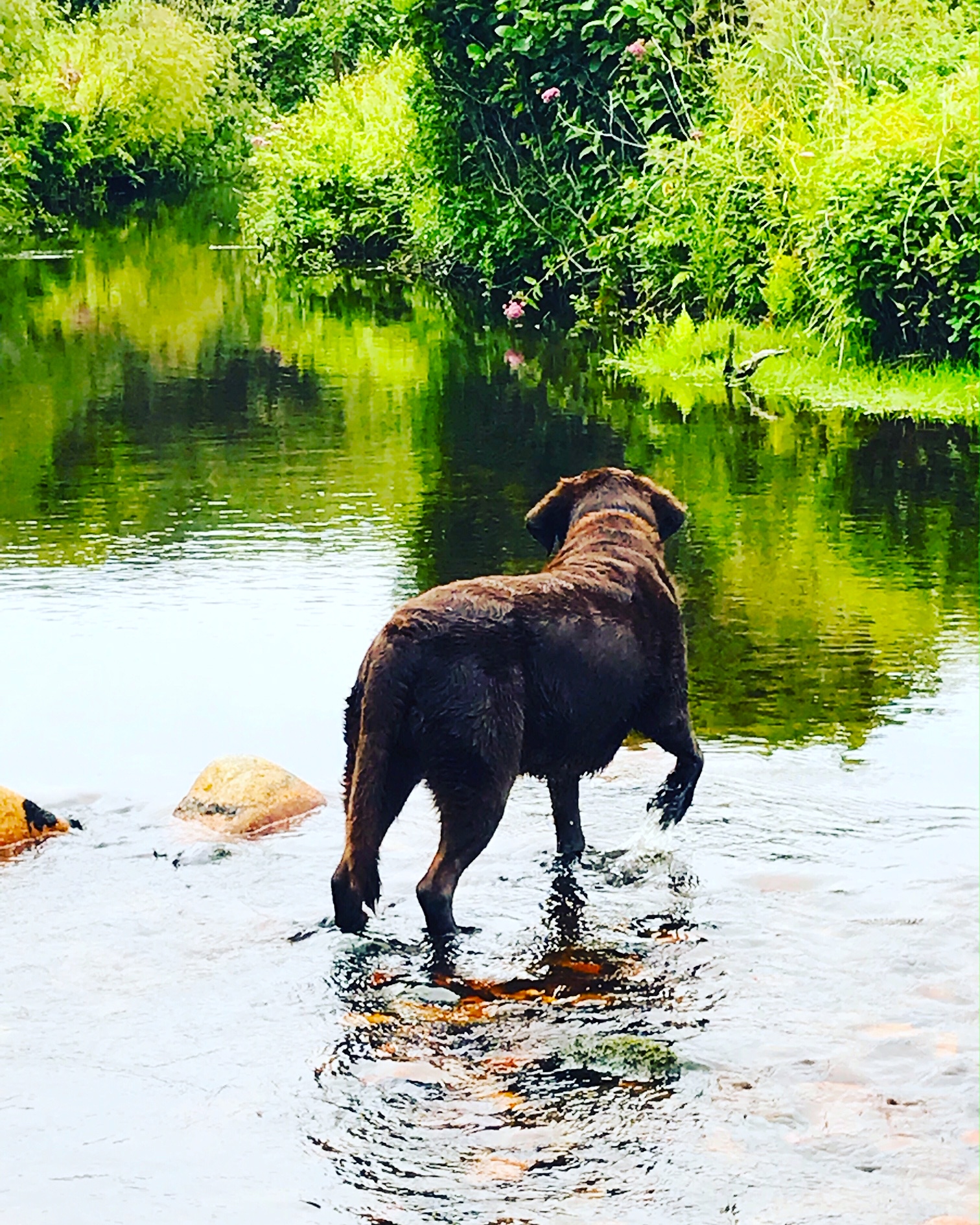 charlie roaring brook.JPG