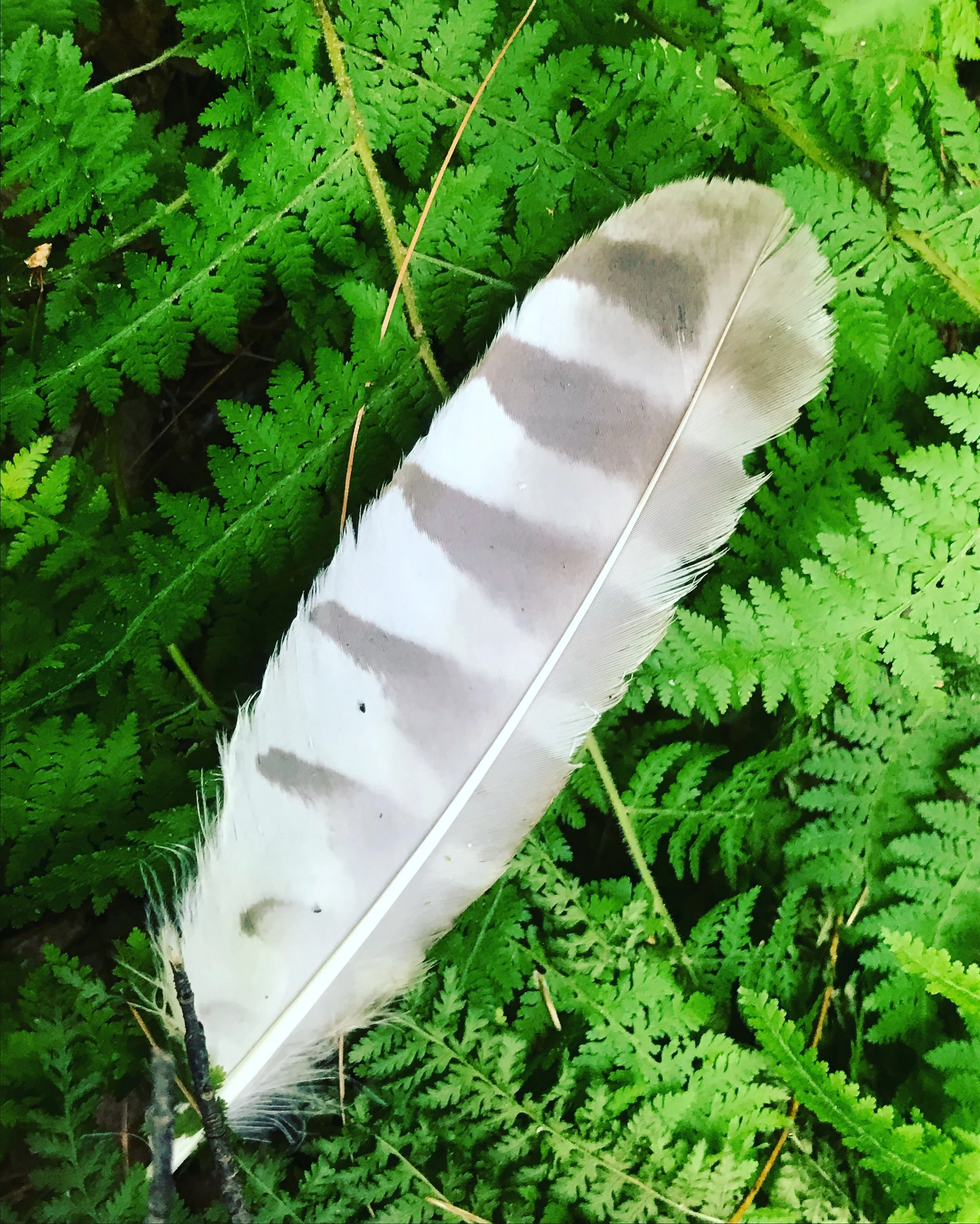 14216AC3-0E79-4A8D-AC95-7C30232B4B00 3.JPG