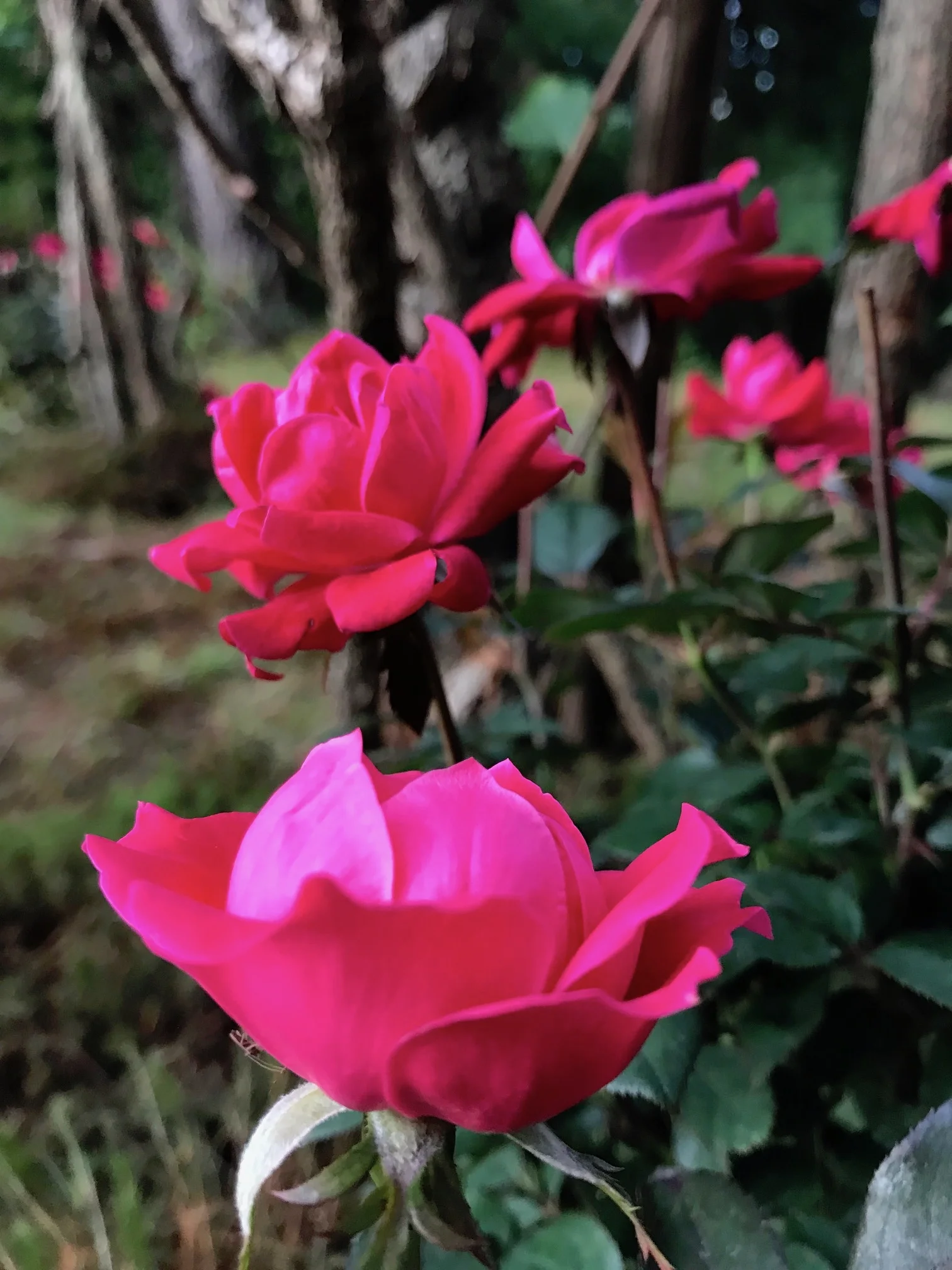 Perri and Fred’s roses, the day after