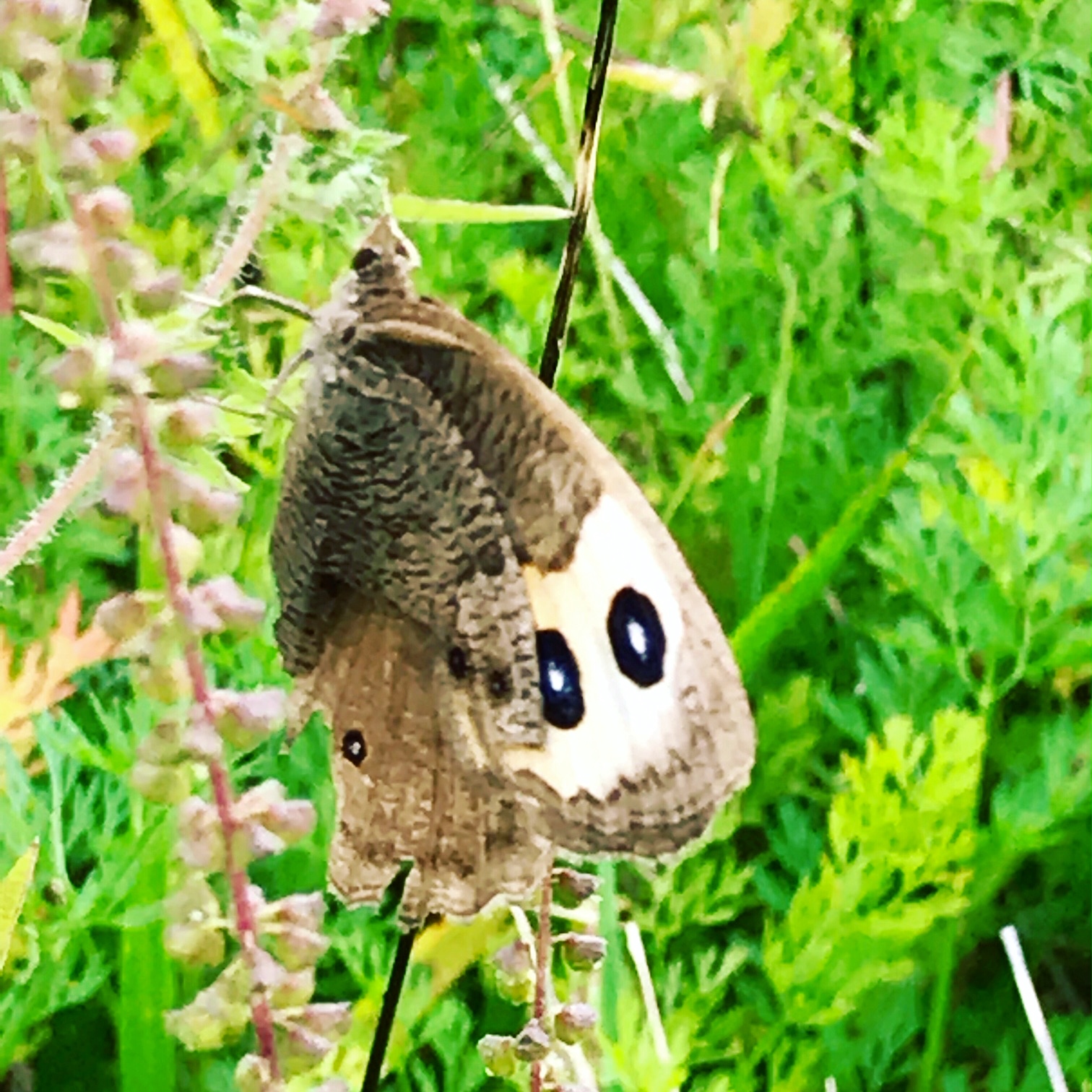 common wood nymph butterfly.JPG