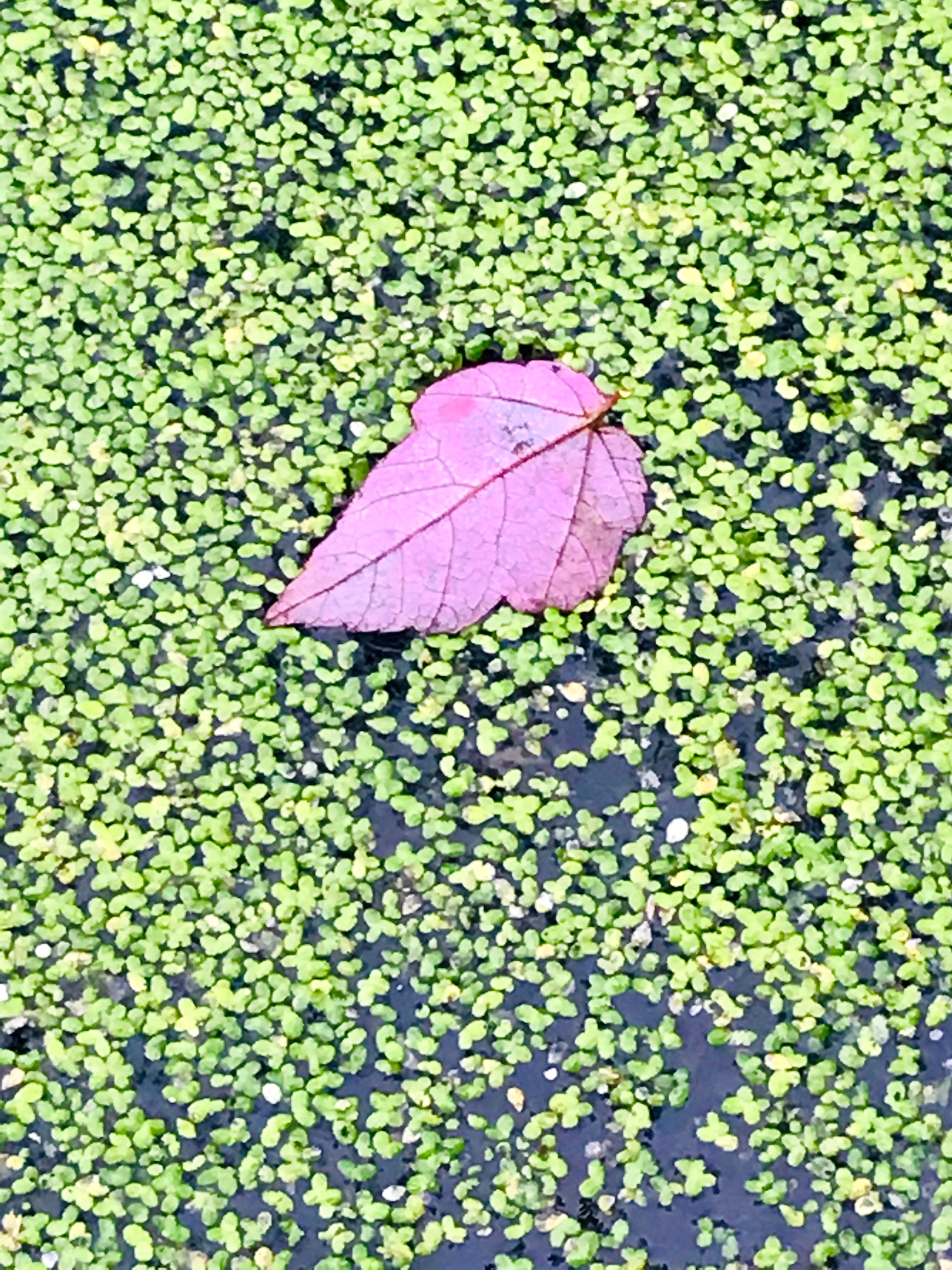 leaf in algae.jpg