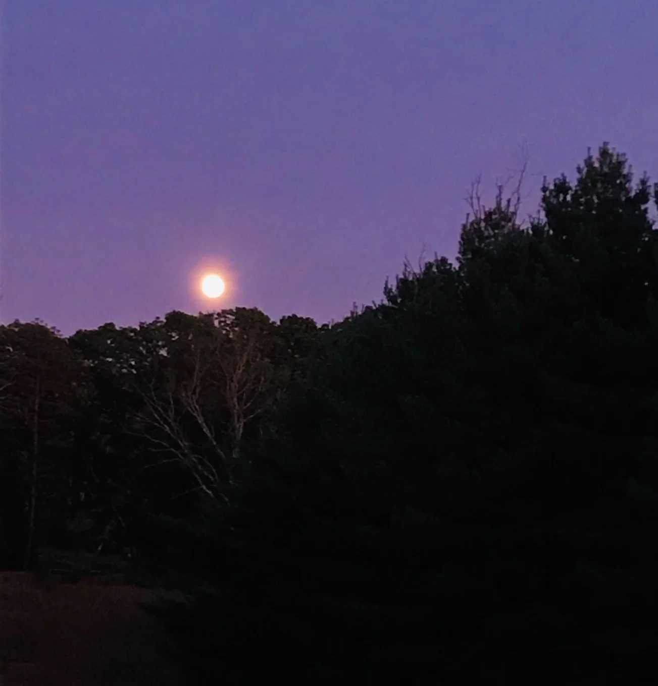Tonight’s harvest moon rising over the meadow