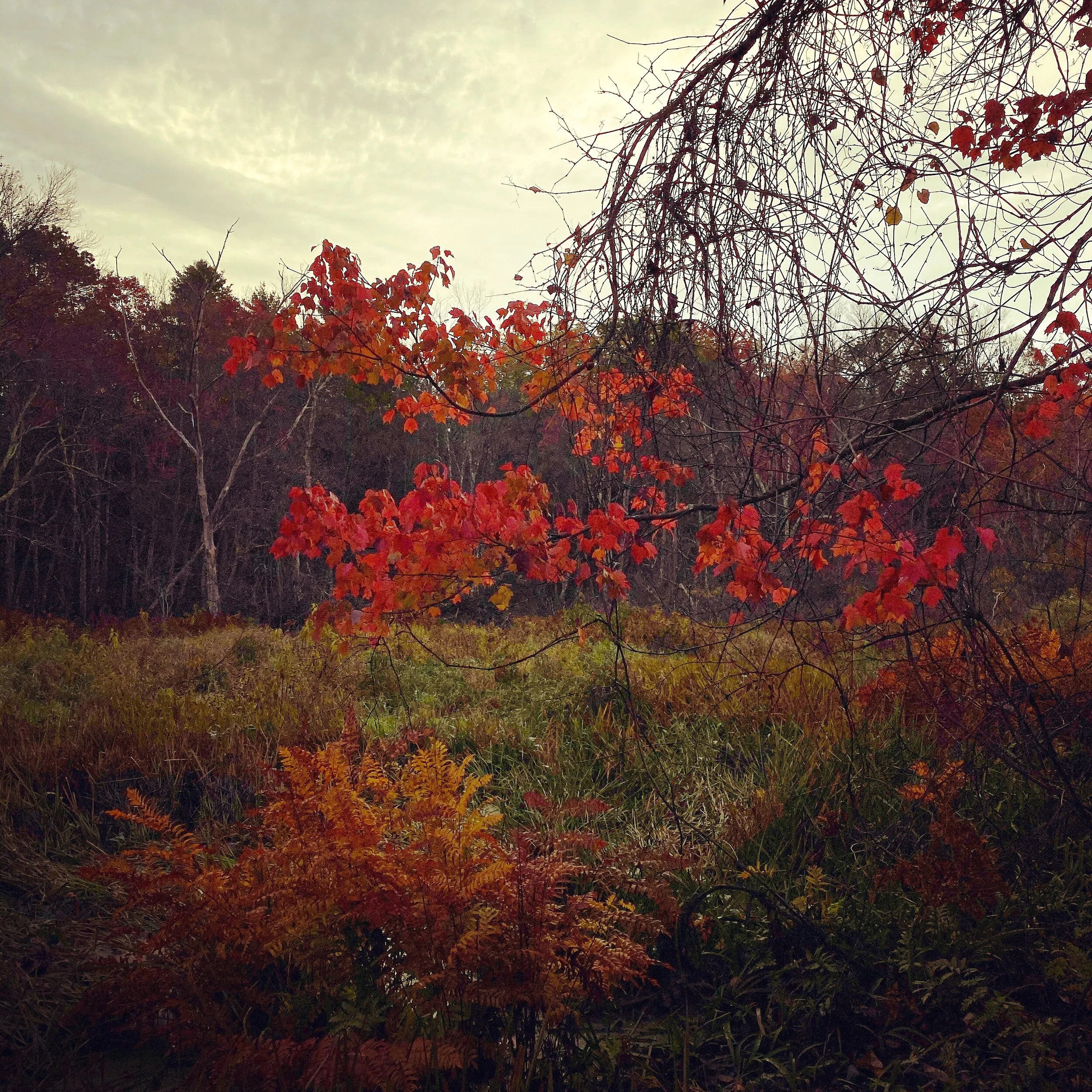 Charles River Wetlands, Ferns and Foliage