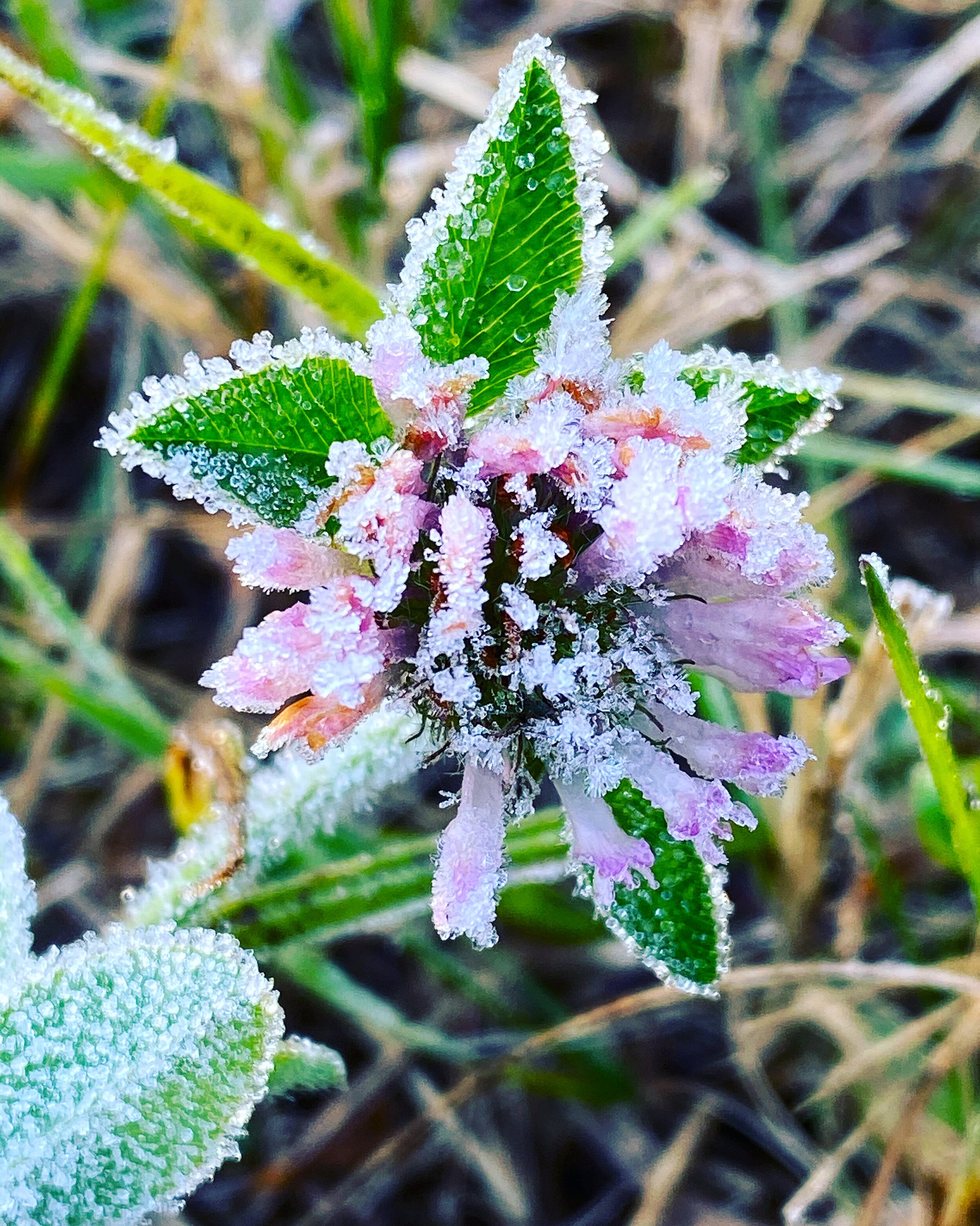 frosted clover.JPG