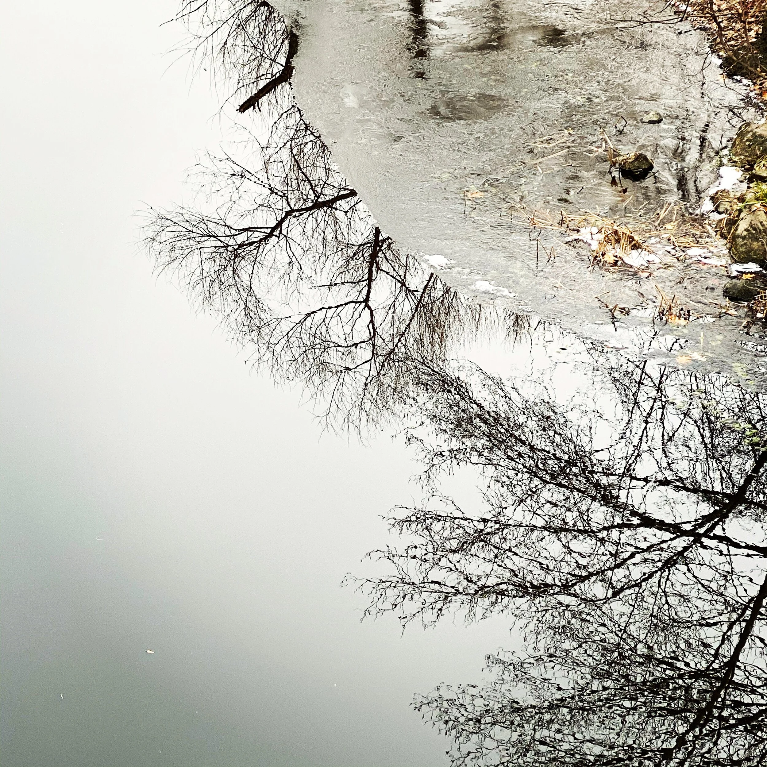 charles river iced.JPG