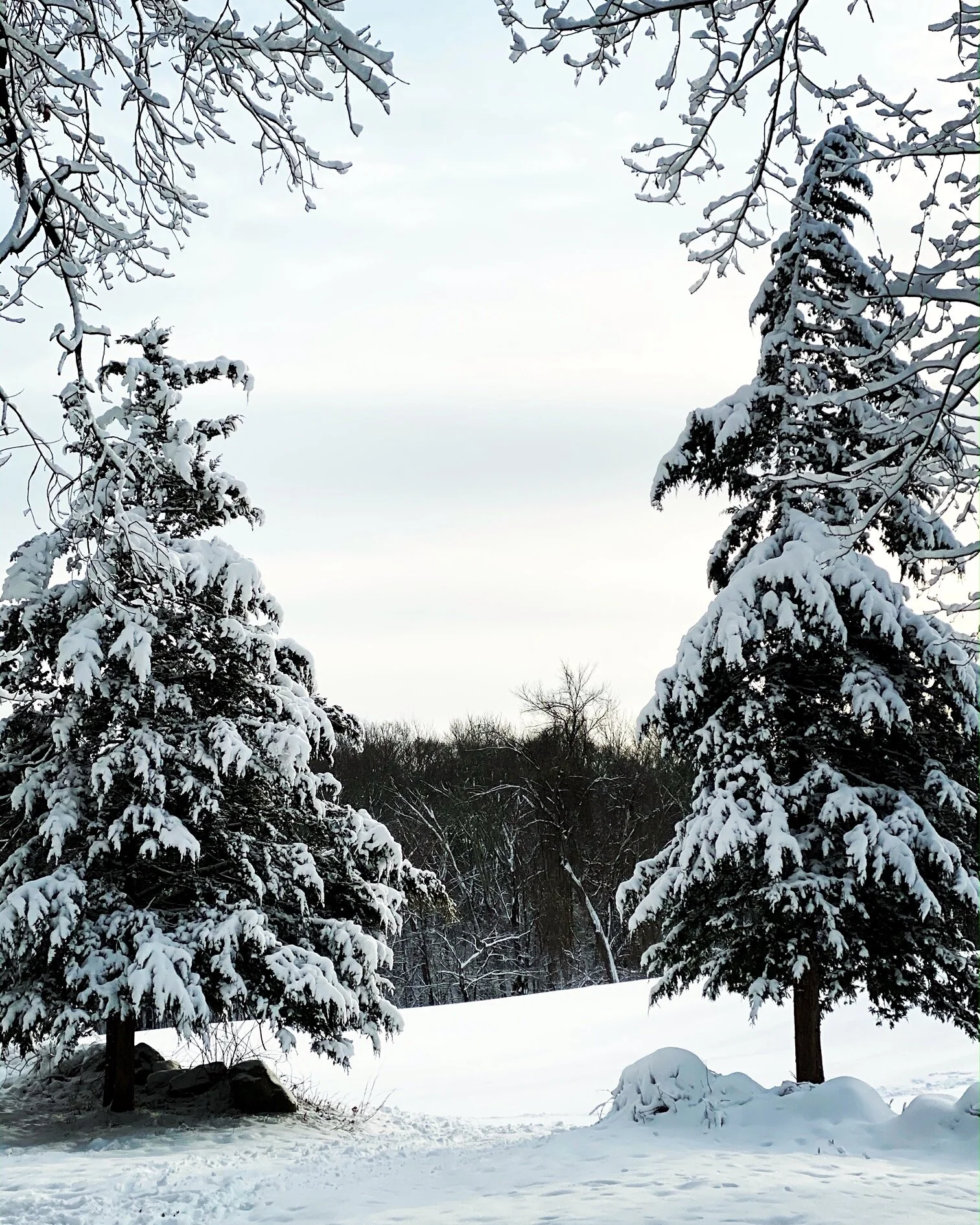 evergreen snow.JPG