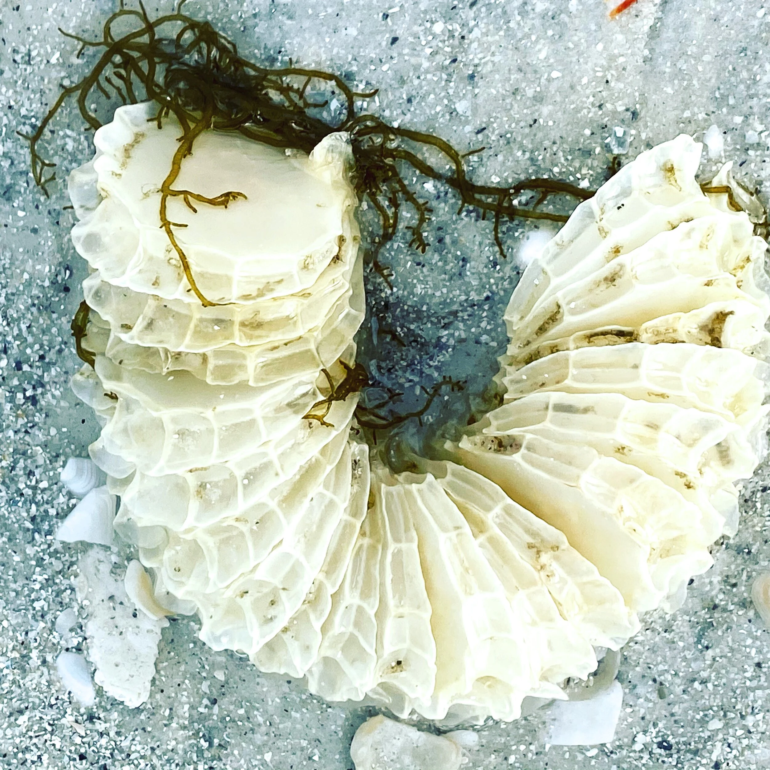 whelk egg case .JPG