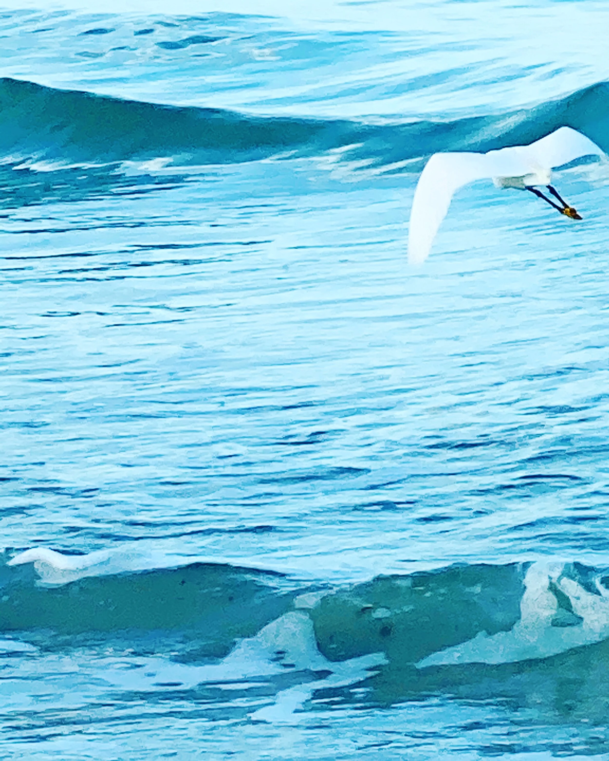 flight of the egret.JPG